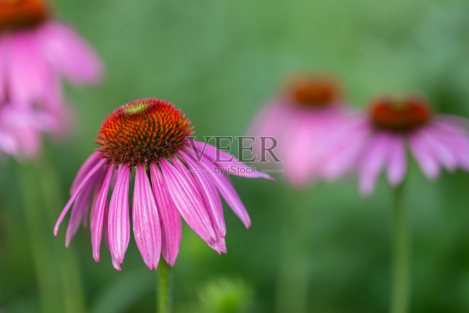 紫色的松果花(紫锥花)盛开照片摄影图片