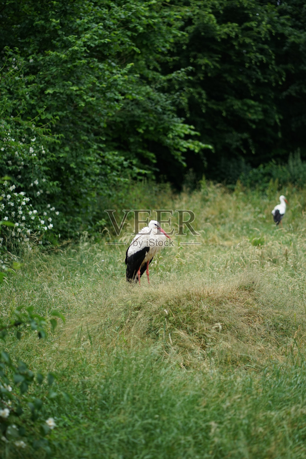 白鹳，自然栖息地的白鹳照片摄影图片
