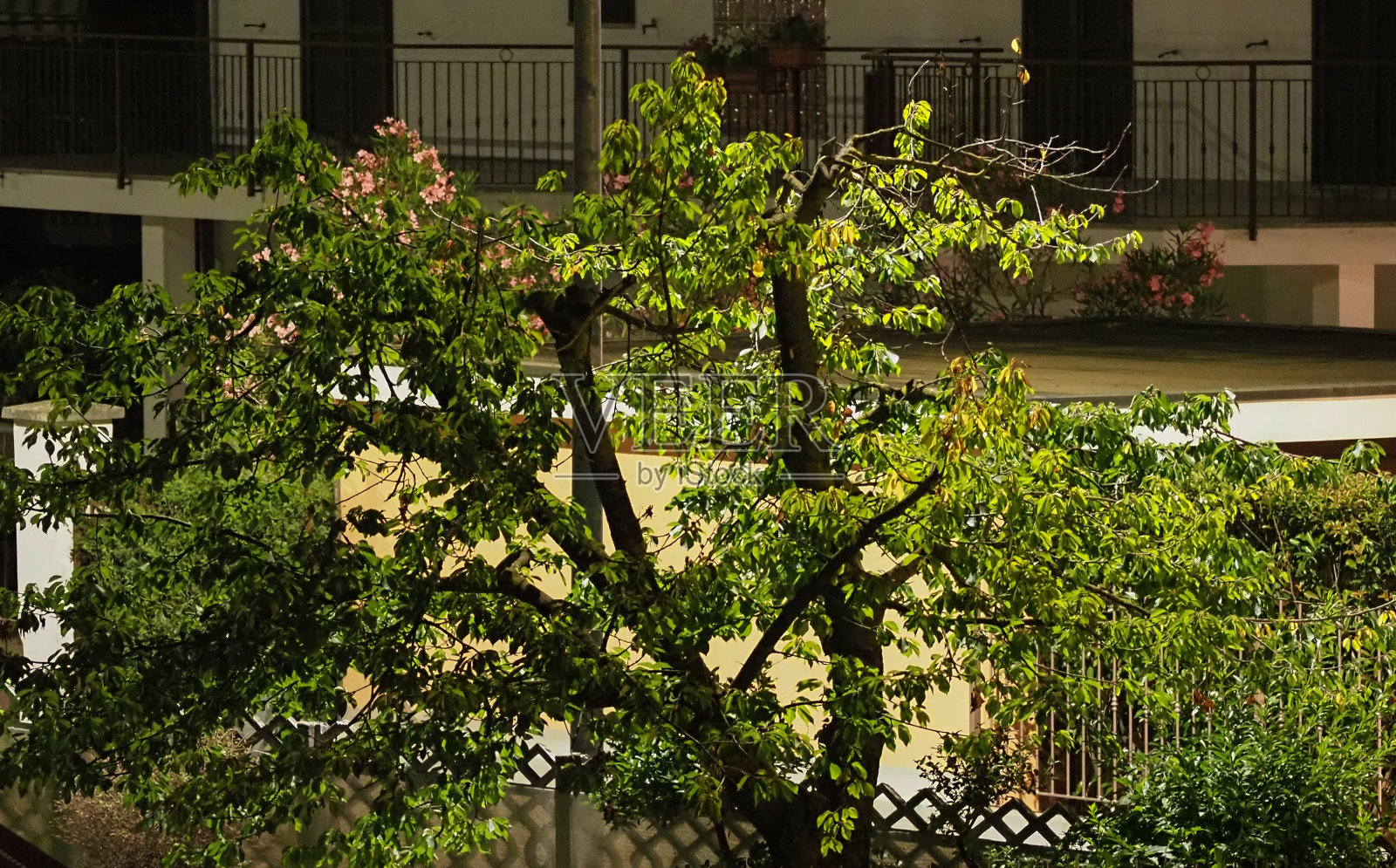 树在晚上照片摄影图片