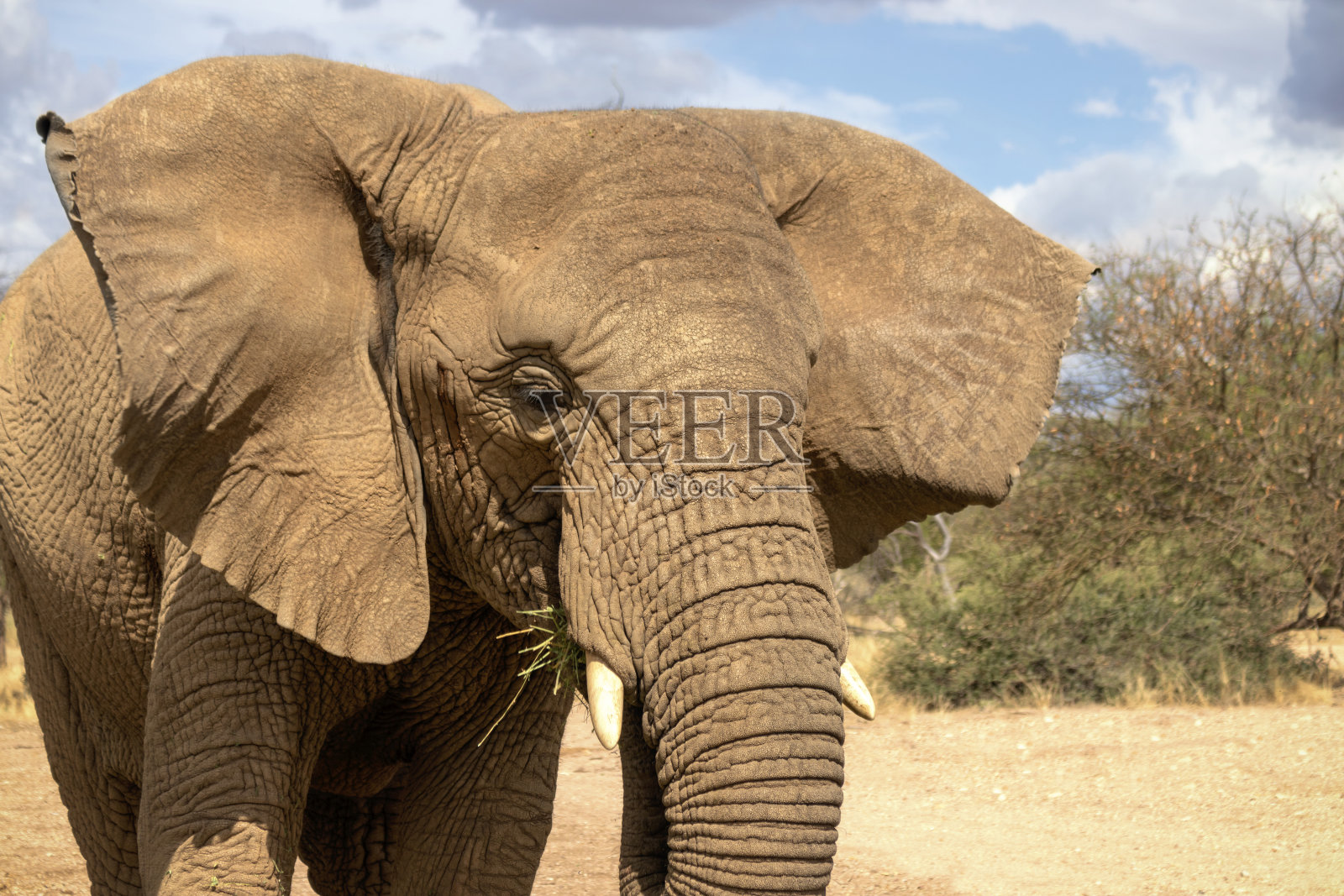 埃托沙国家公园草原上的非洲丛林象。非洲照片摄影图片
