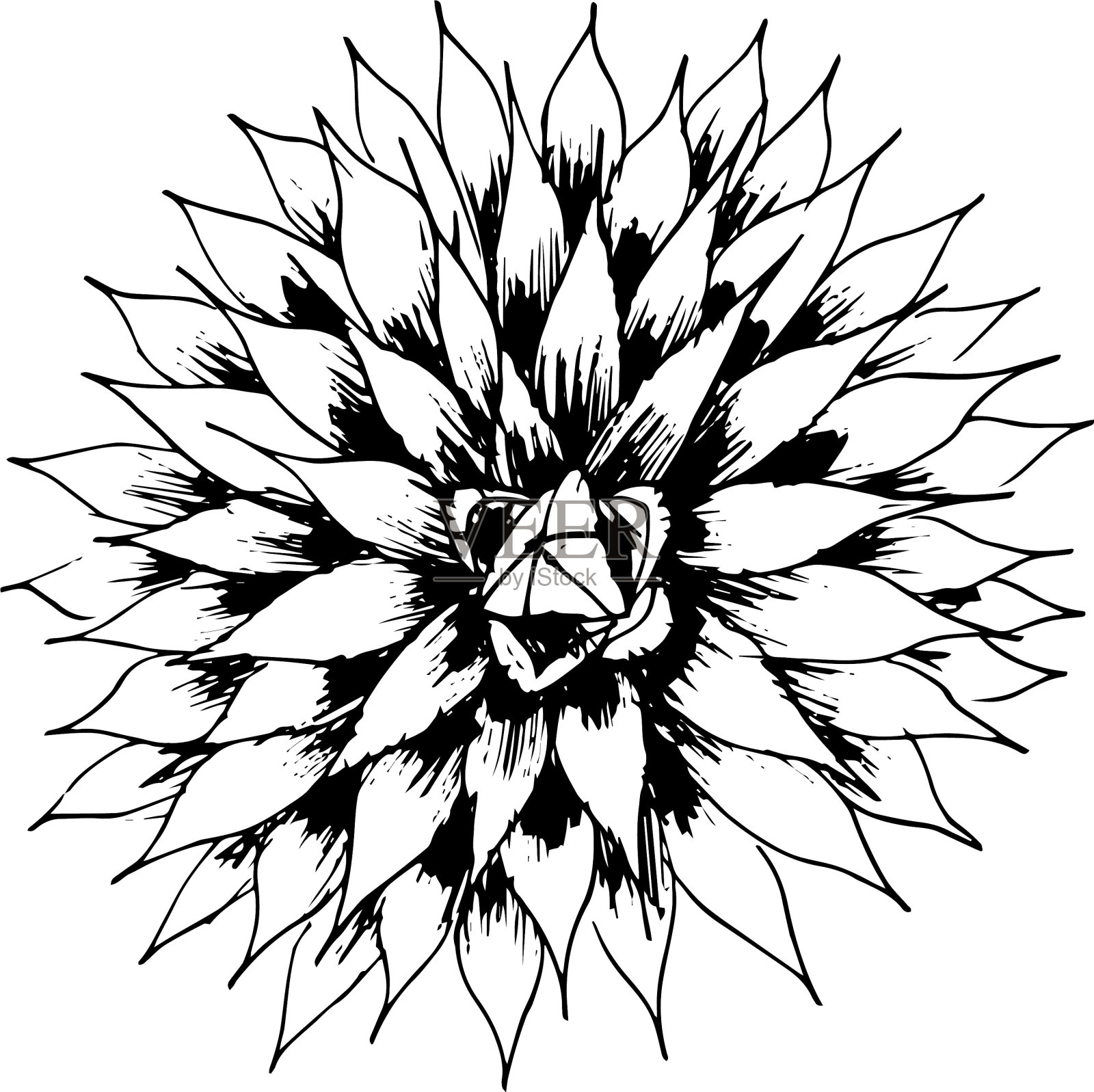 蓝色龙舌兰植物为仙人掌图插画图片素材