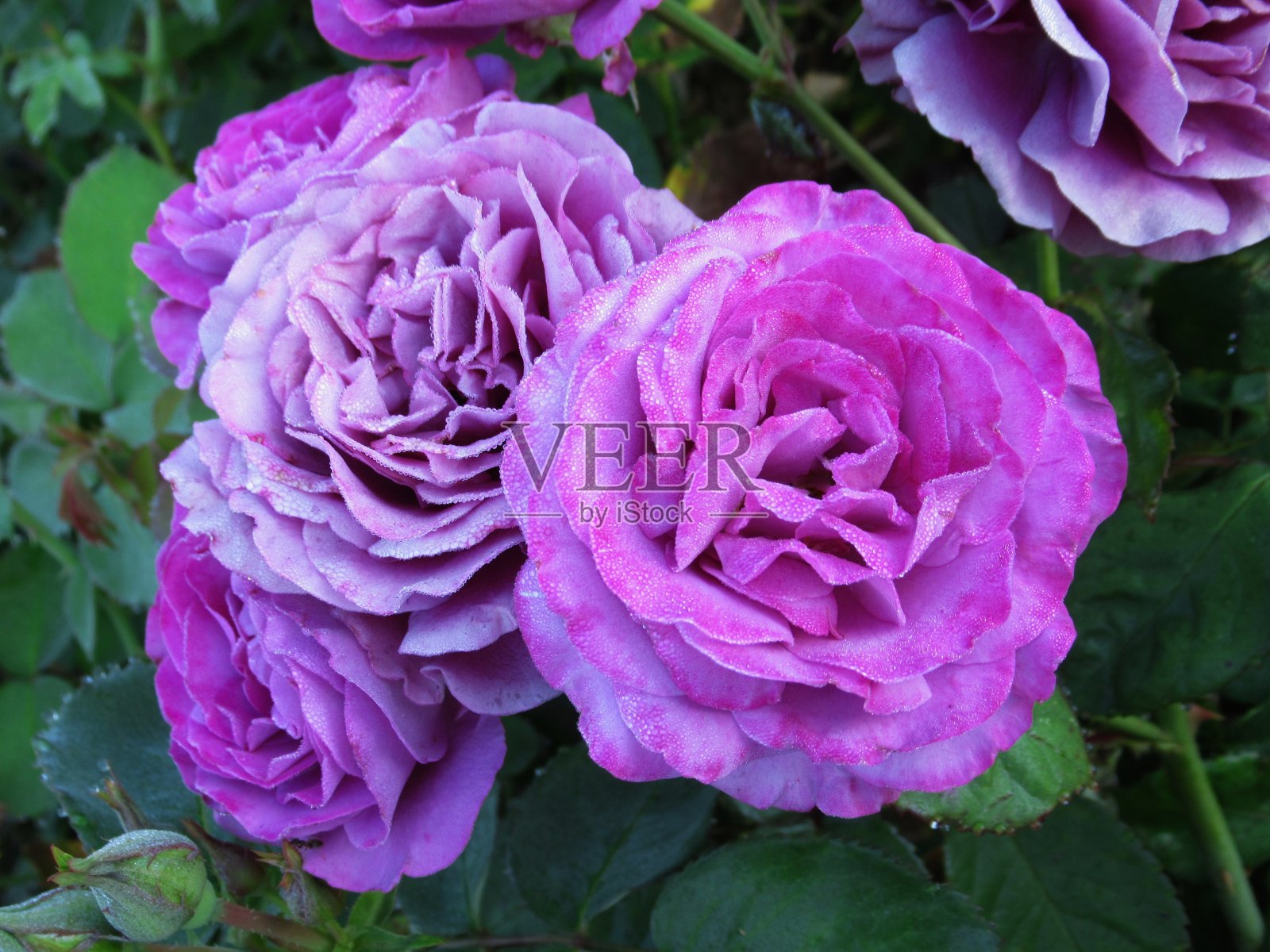 美丽明亮的特写紫玫瑰盛开在2021年夏天照片摄影图片