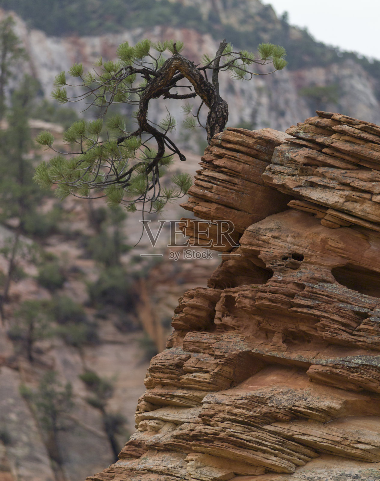 孤独的矮松照片摄影图片
