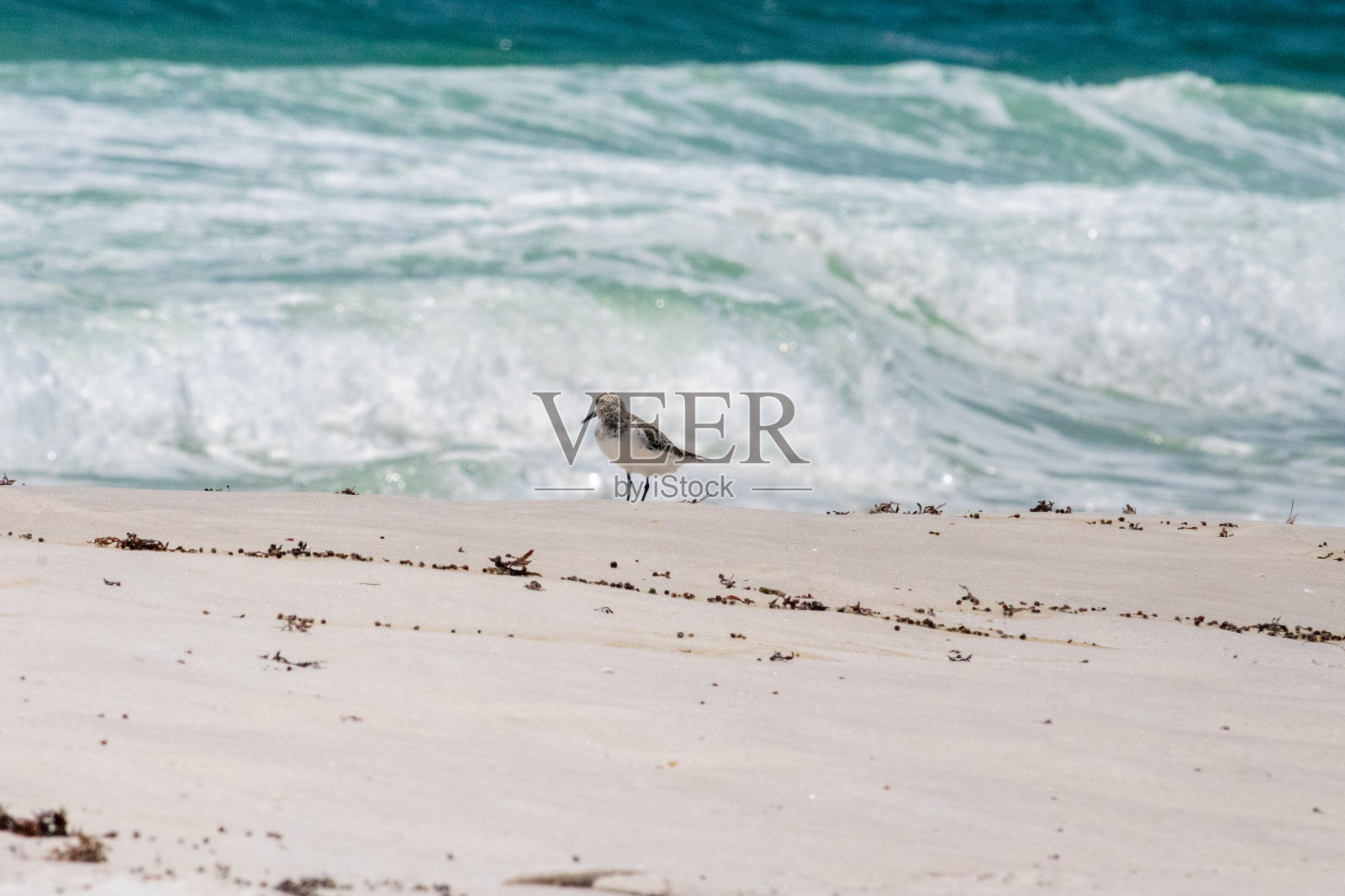 鸟在海滩!照片摄影图片