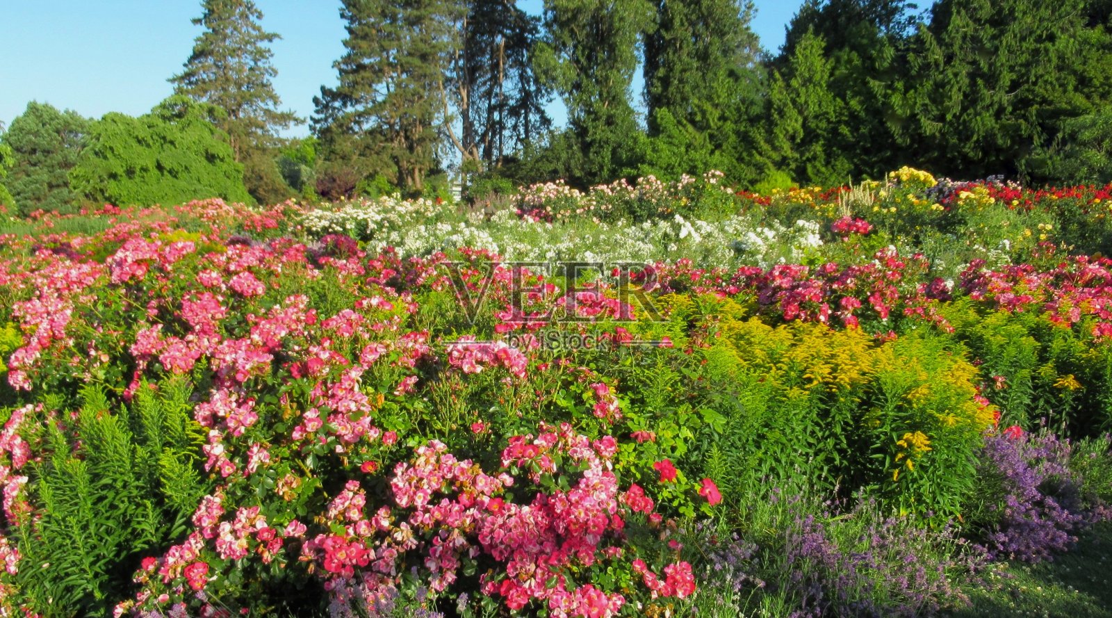 美丽多彩的玫瑰盛开在夏天2021照片摄影图片