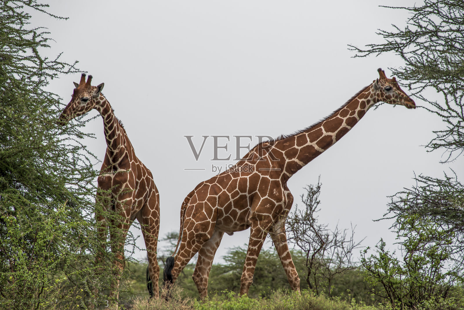 罗斯柴尔德长颈鹿照片摄影图片