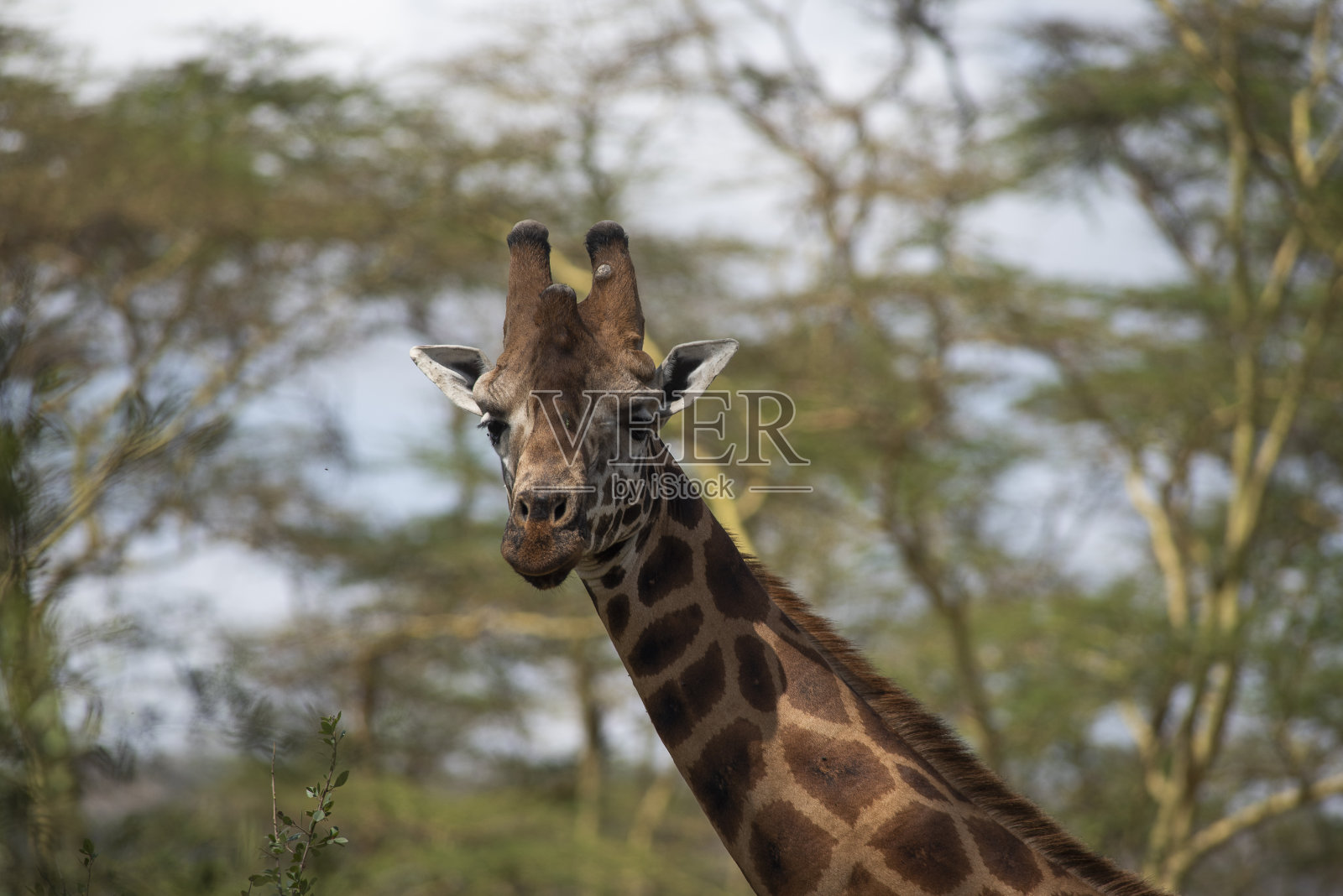 罗斯柴尔德长颈鹿照片摄影图片