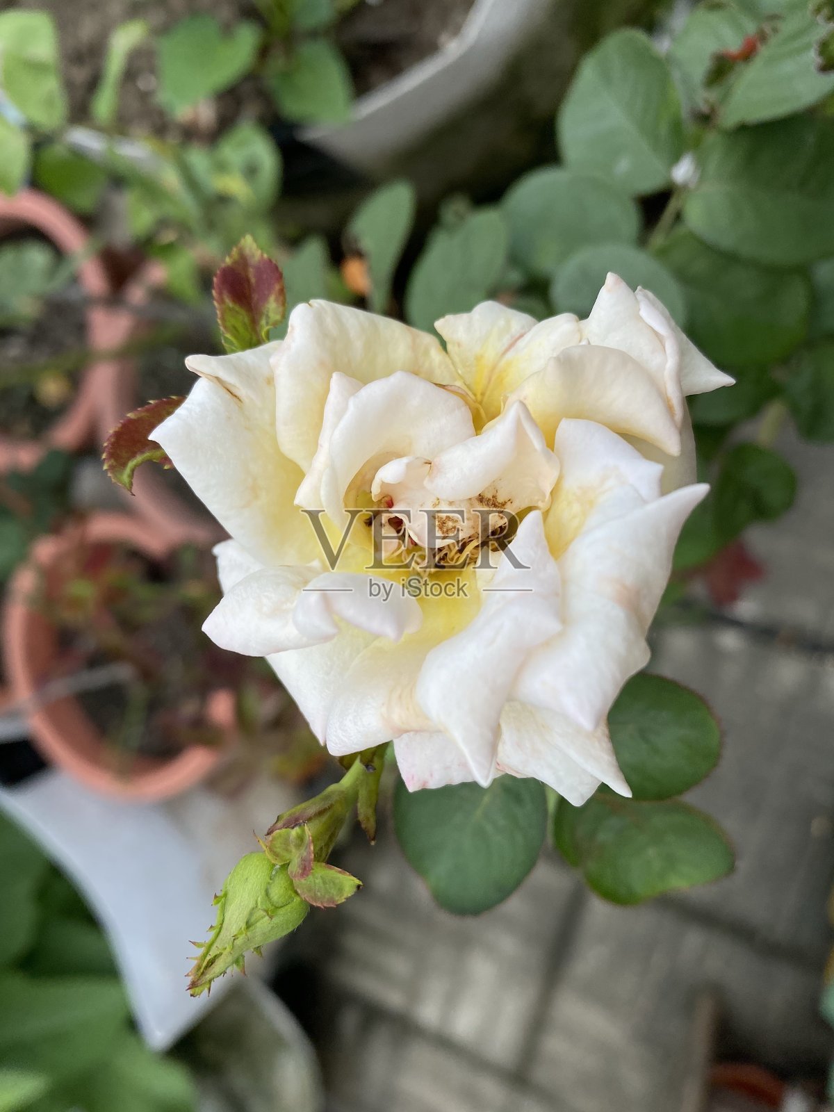 枯萎的玫瑰照片摄影图片