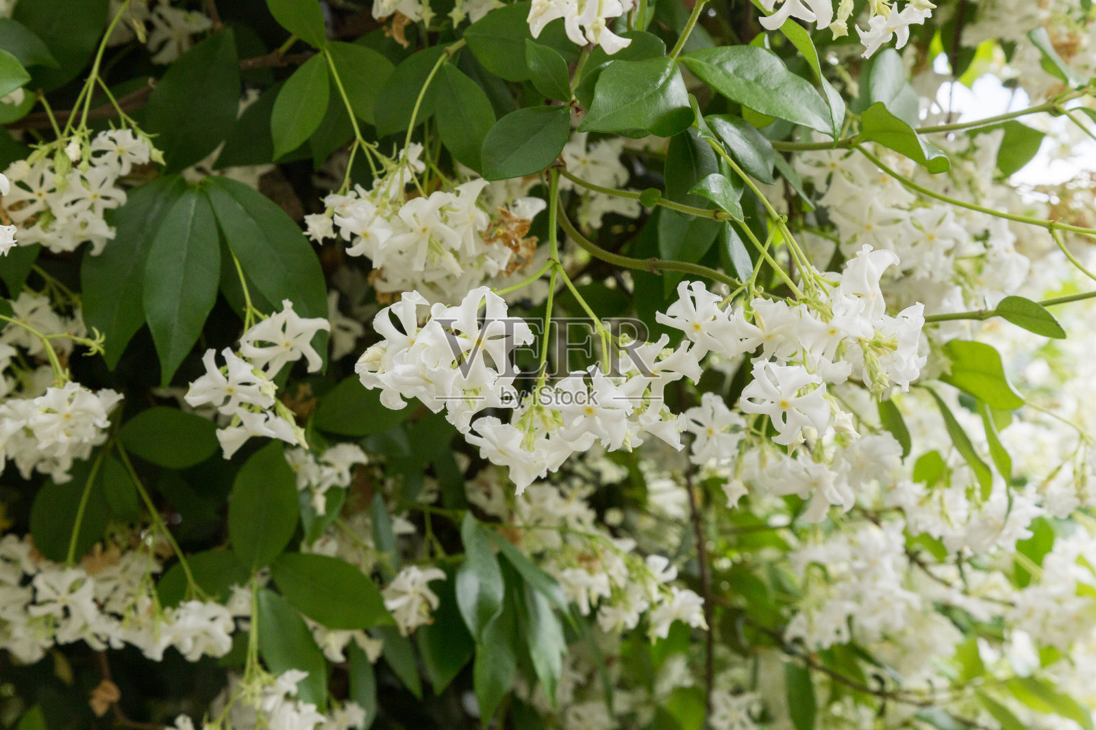白色芳香的托斯卡纳茉莉花。照片摄影图片