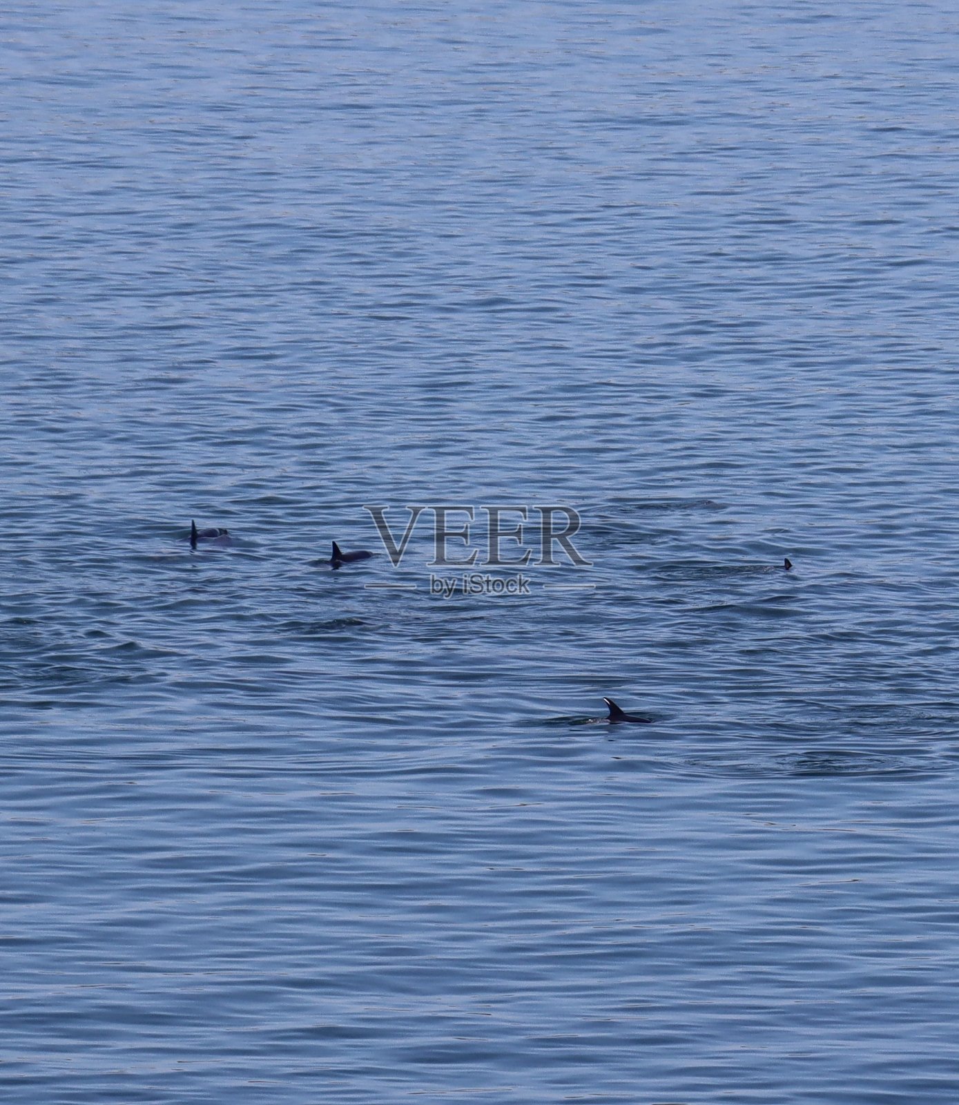 Houat水下的海豚照片摄影图片