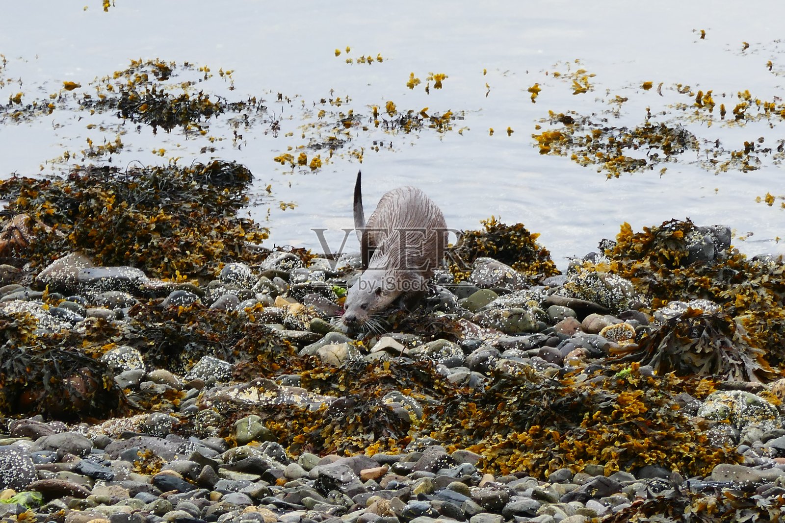 海獭从海里来到靠近奥班湾的巢穴照片摄影图片