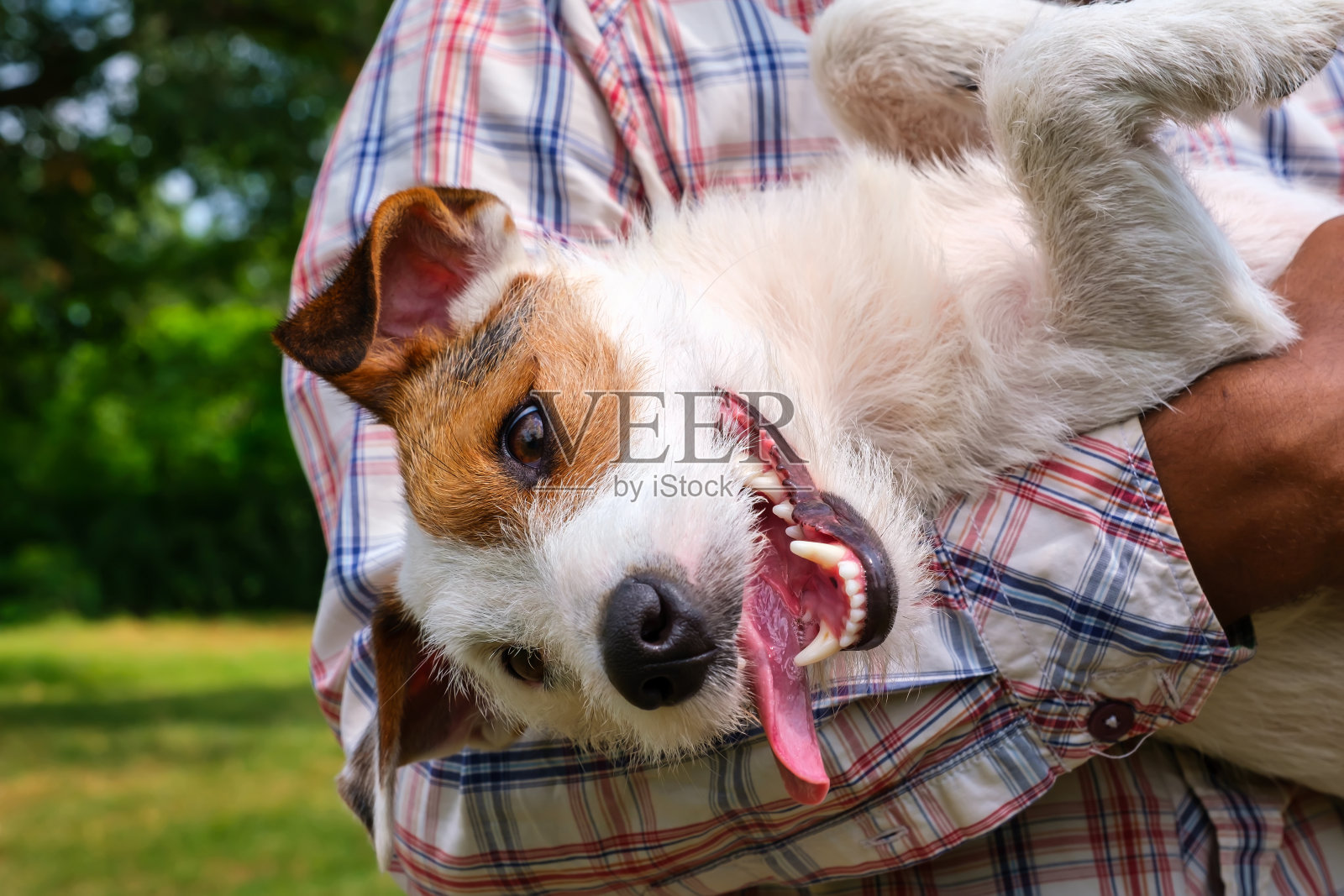 一个男人在夏天的户外抱着一只有趣的杰克罗素梗照片摄影图片