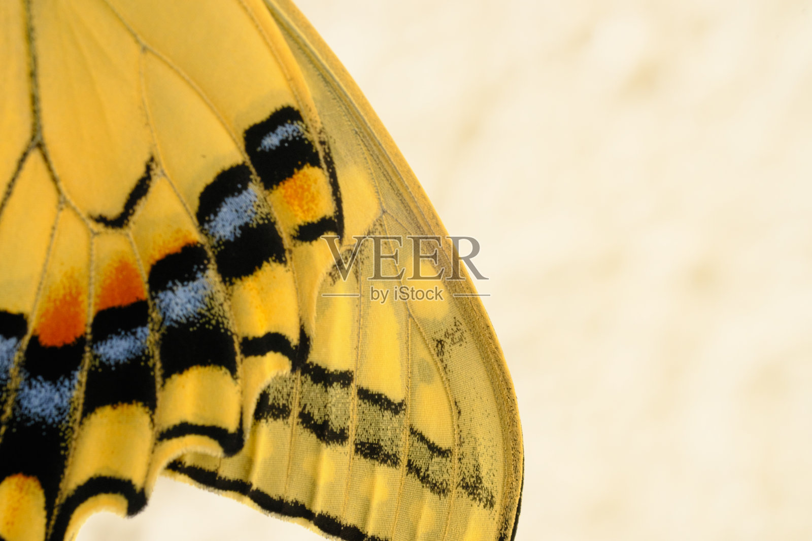 有着美丽图案的燕尾蝶照片摄影图片