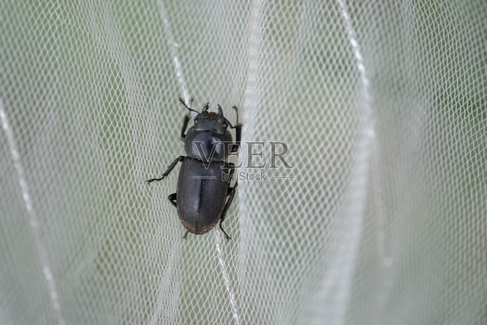 蜘蛛网上的牡鹿甲虫照片摄影图片
