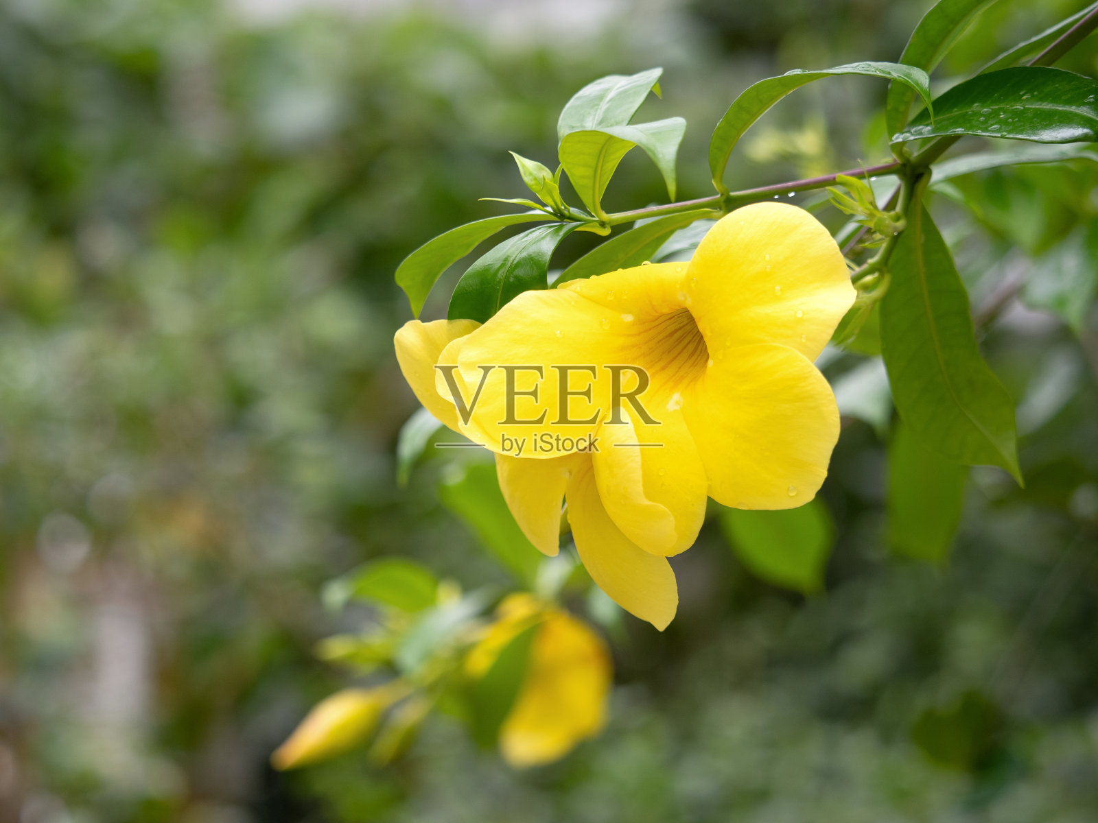 黄蔓宣泄照片摄影图片