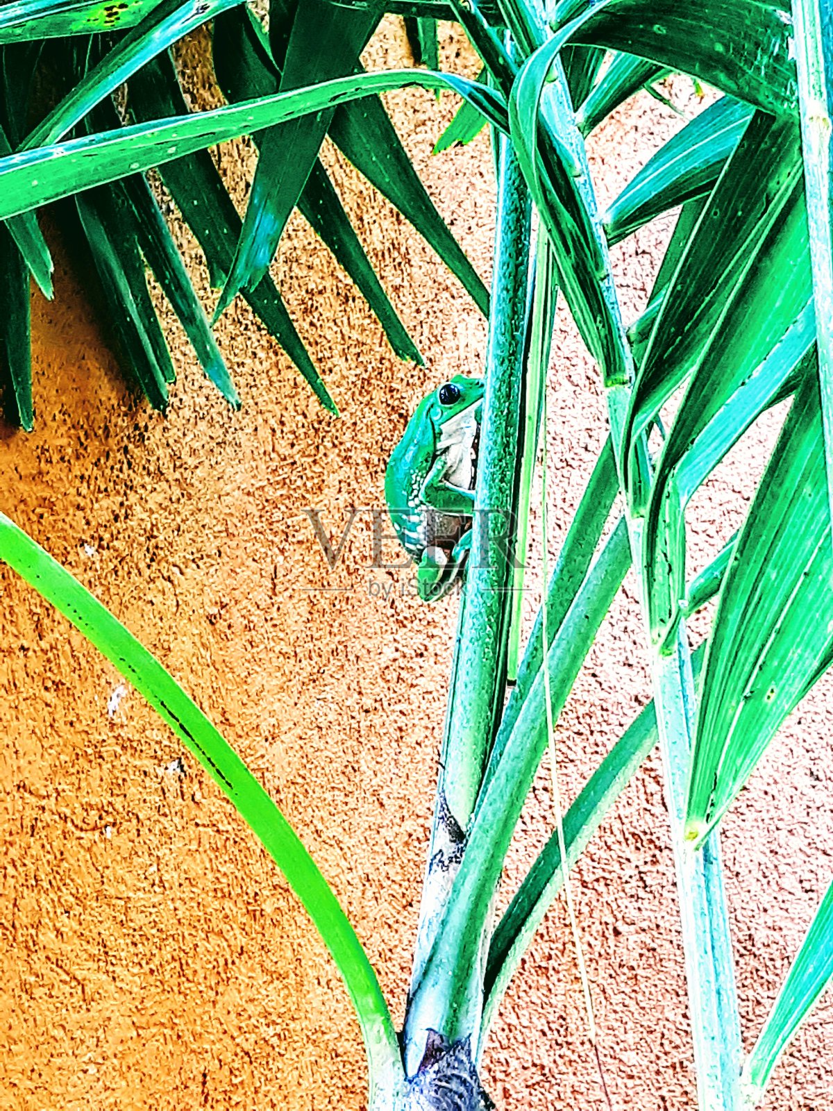 树蛙坐在一棵树上，靠着一堵橙色的粘土墙照片摄影图片