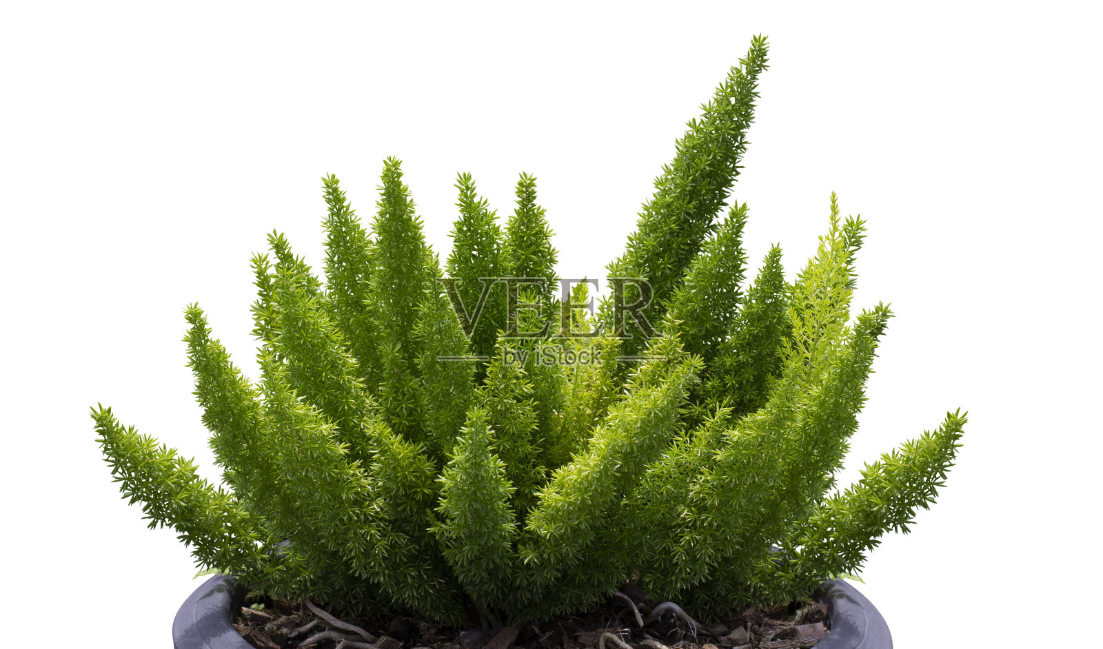 在盆栽中的狐尾蕨(芦笋)，孤立在白色背景上，用修剪路径照片摄影图片