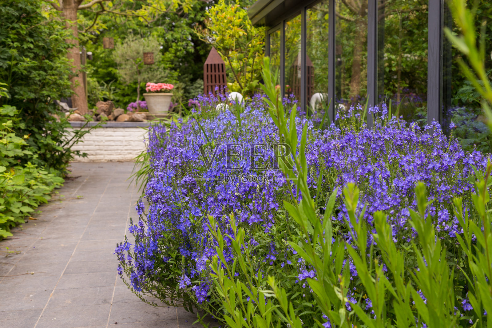 毛茸茸的斯比德韦尔在边境。照片摄影图片