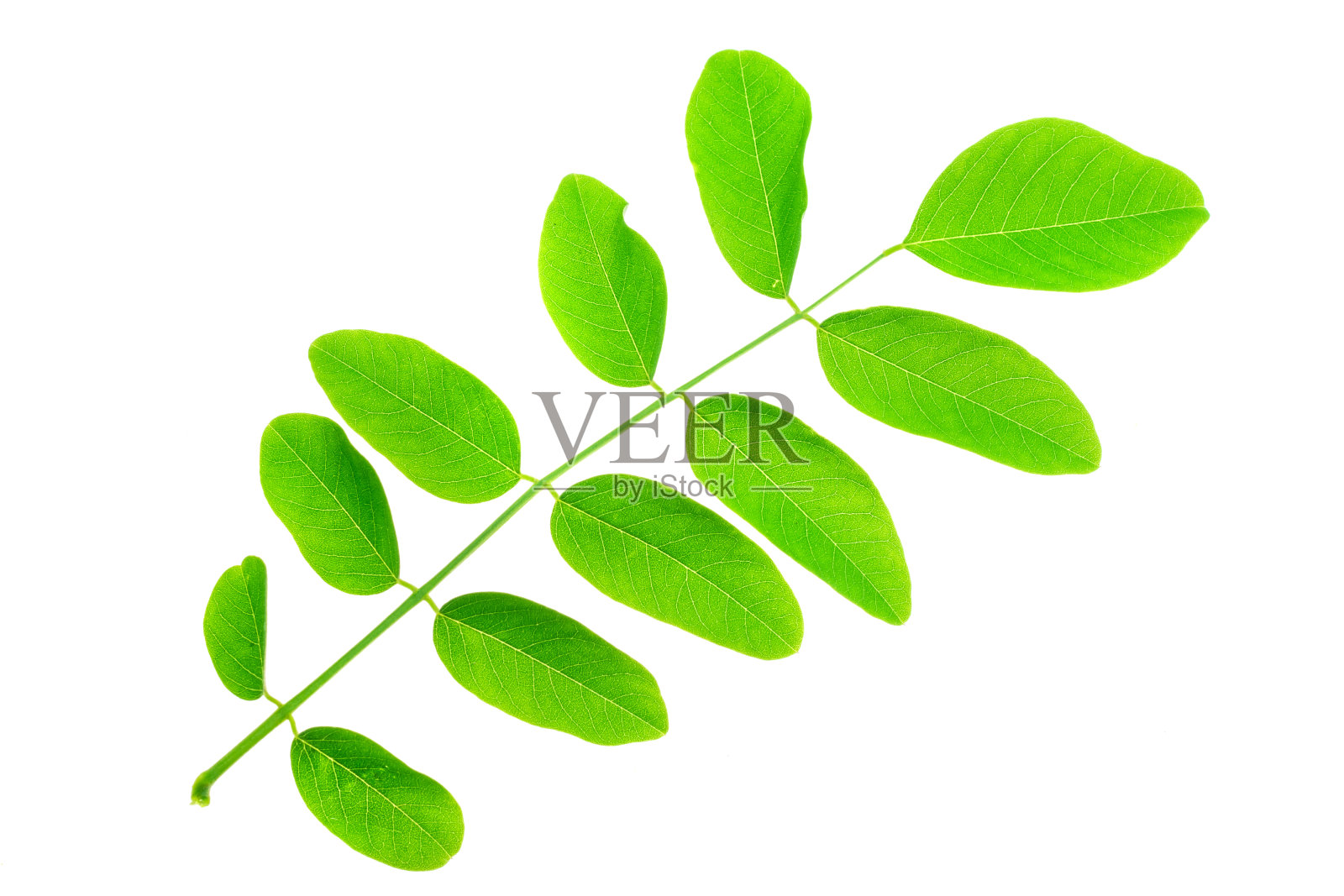 绿色的相思叶在白色孤立的背景上照片摄影图片