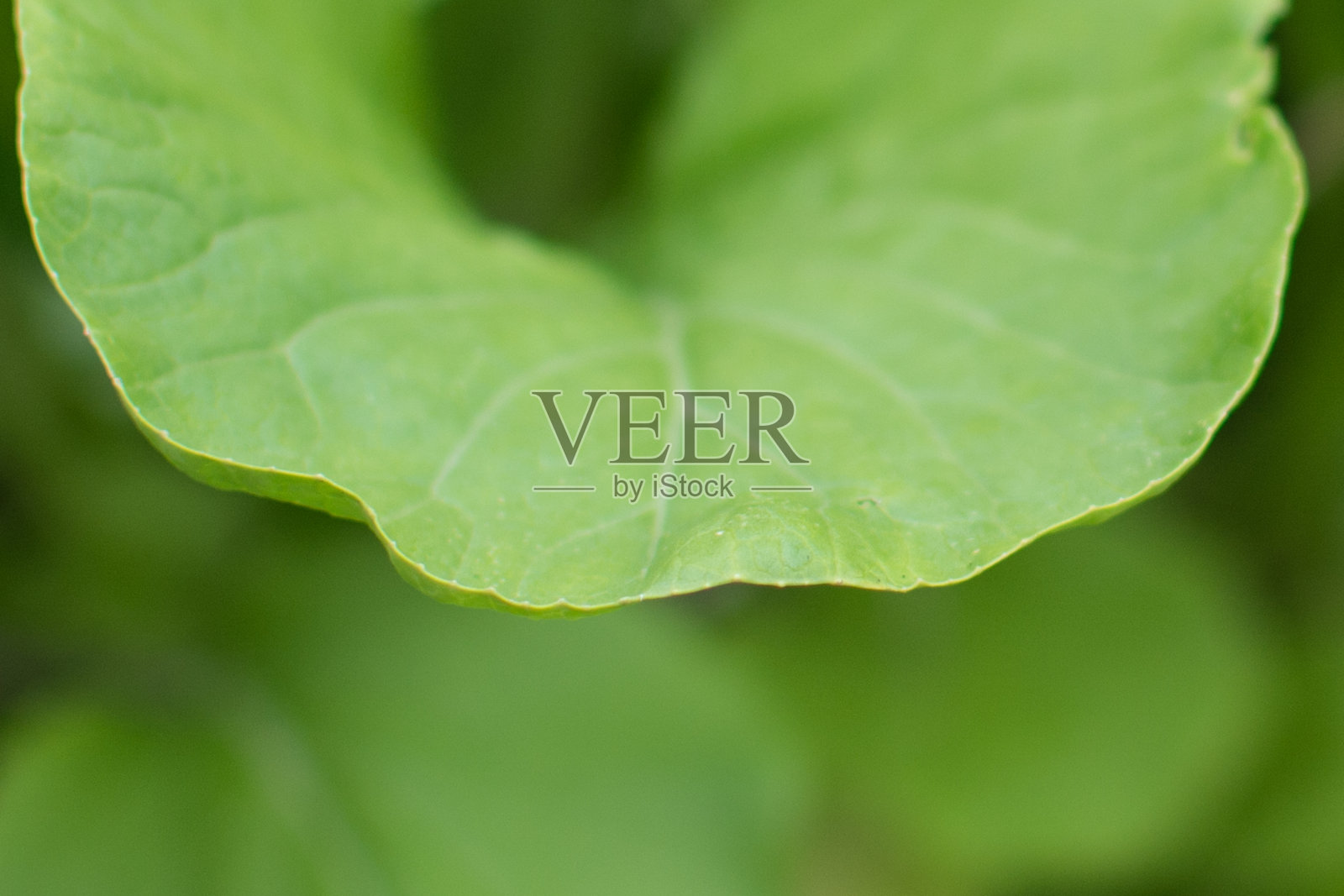 芥菜的叶子照片摄影图片