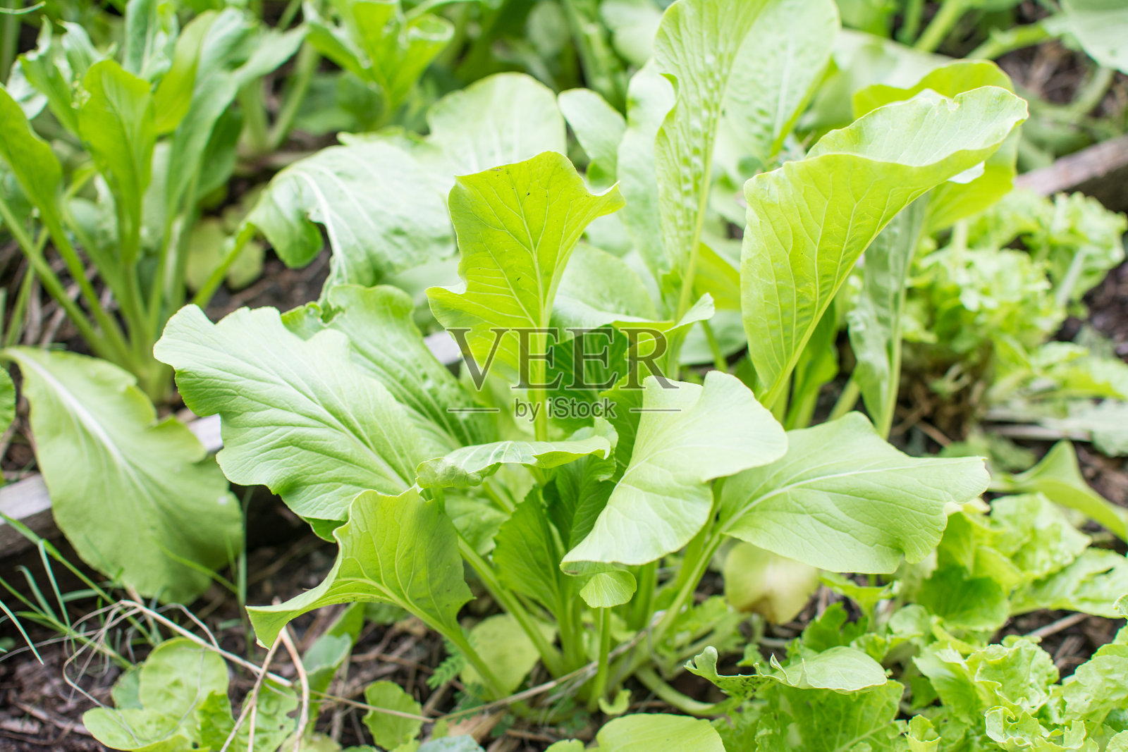 芥菜绿色土壤蔬菜种植照片摄影图片