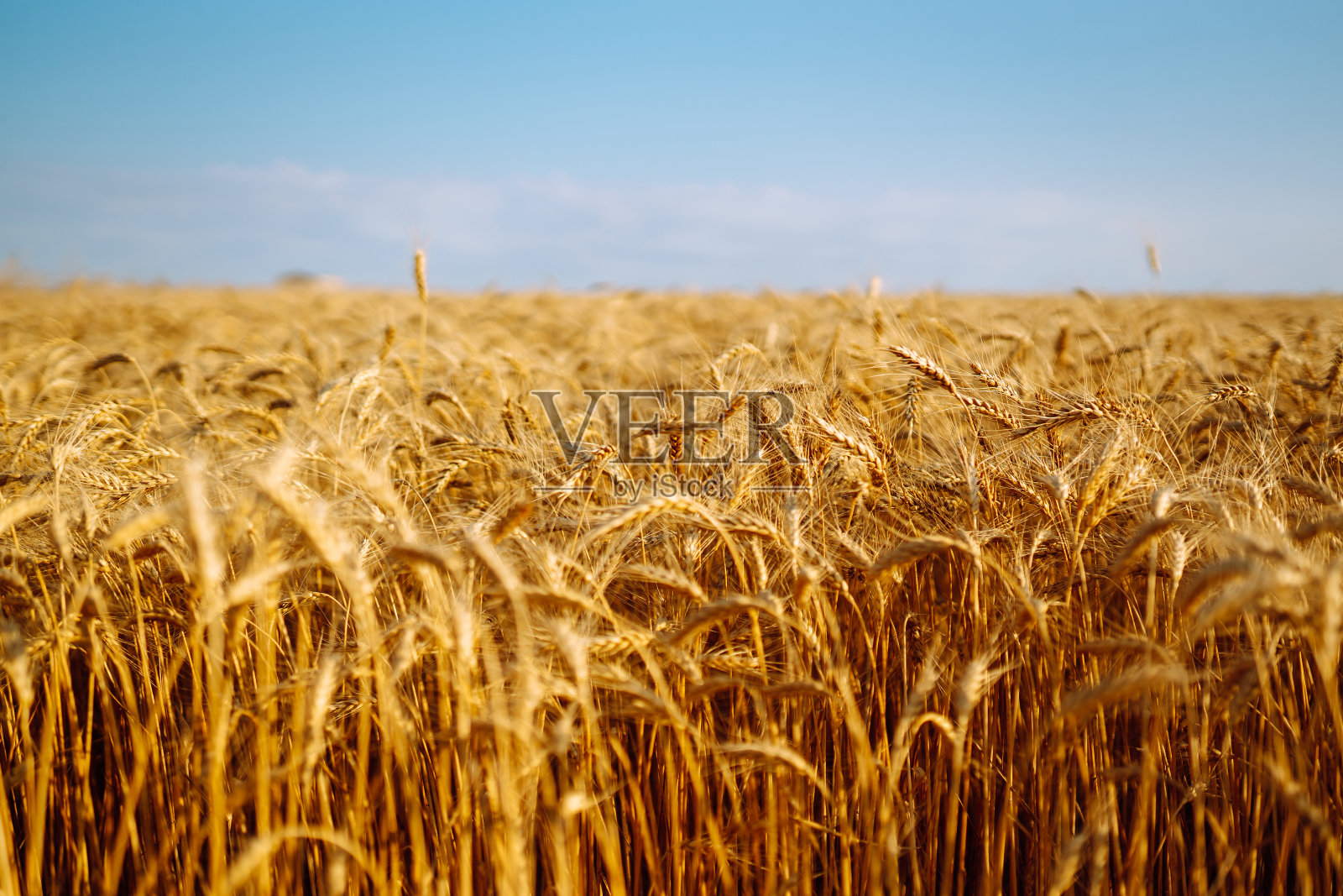 金色的麦田。增长自然收获。农业、园艺或生态学概念。照片摄影图片