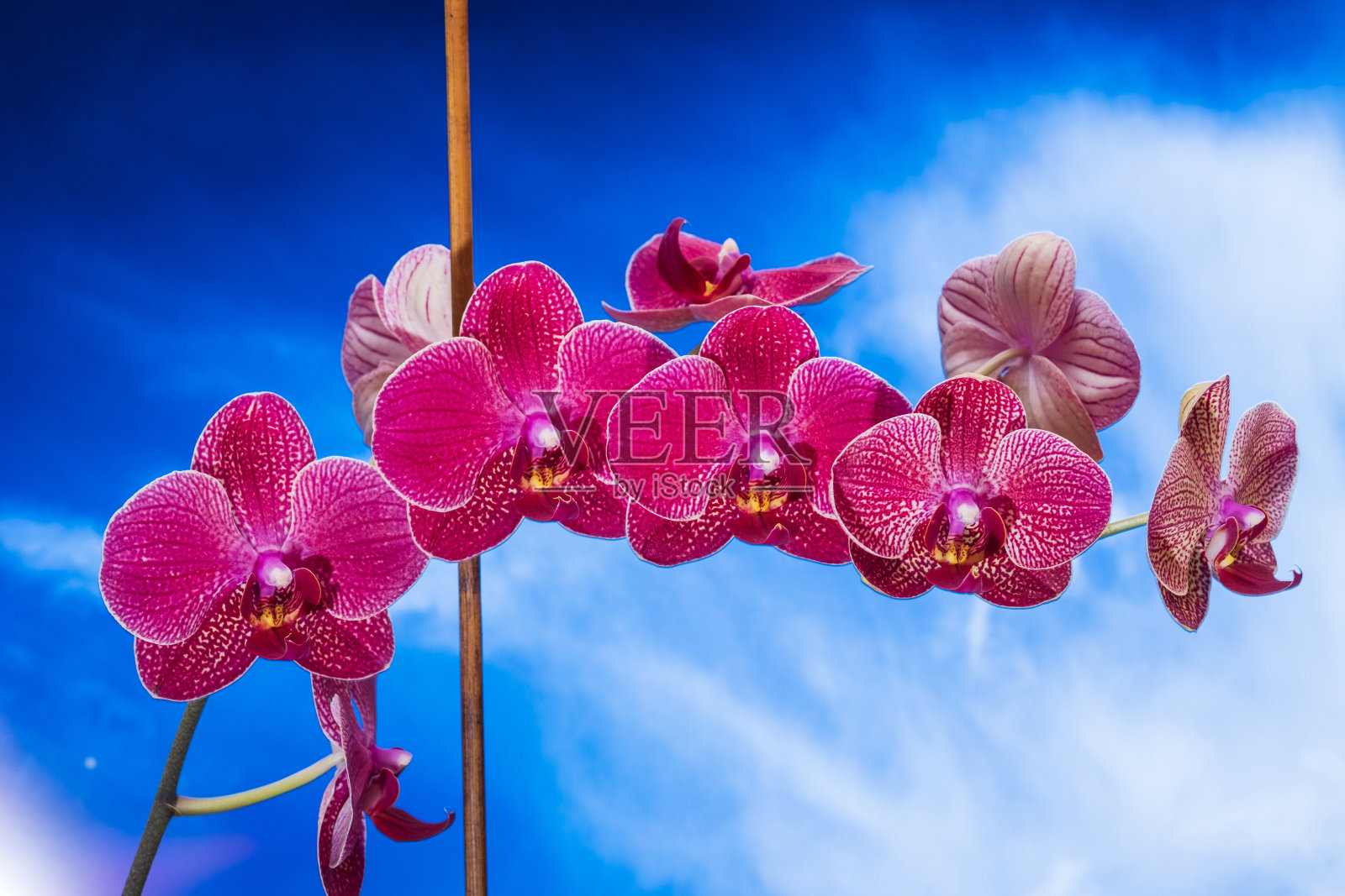 蓝蓝的天空映衬着盛开的兰花照片摄影图片