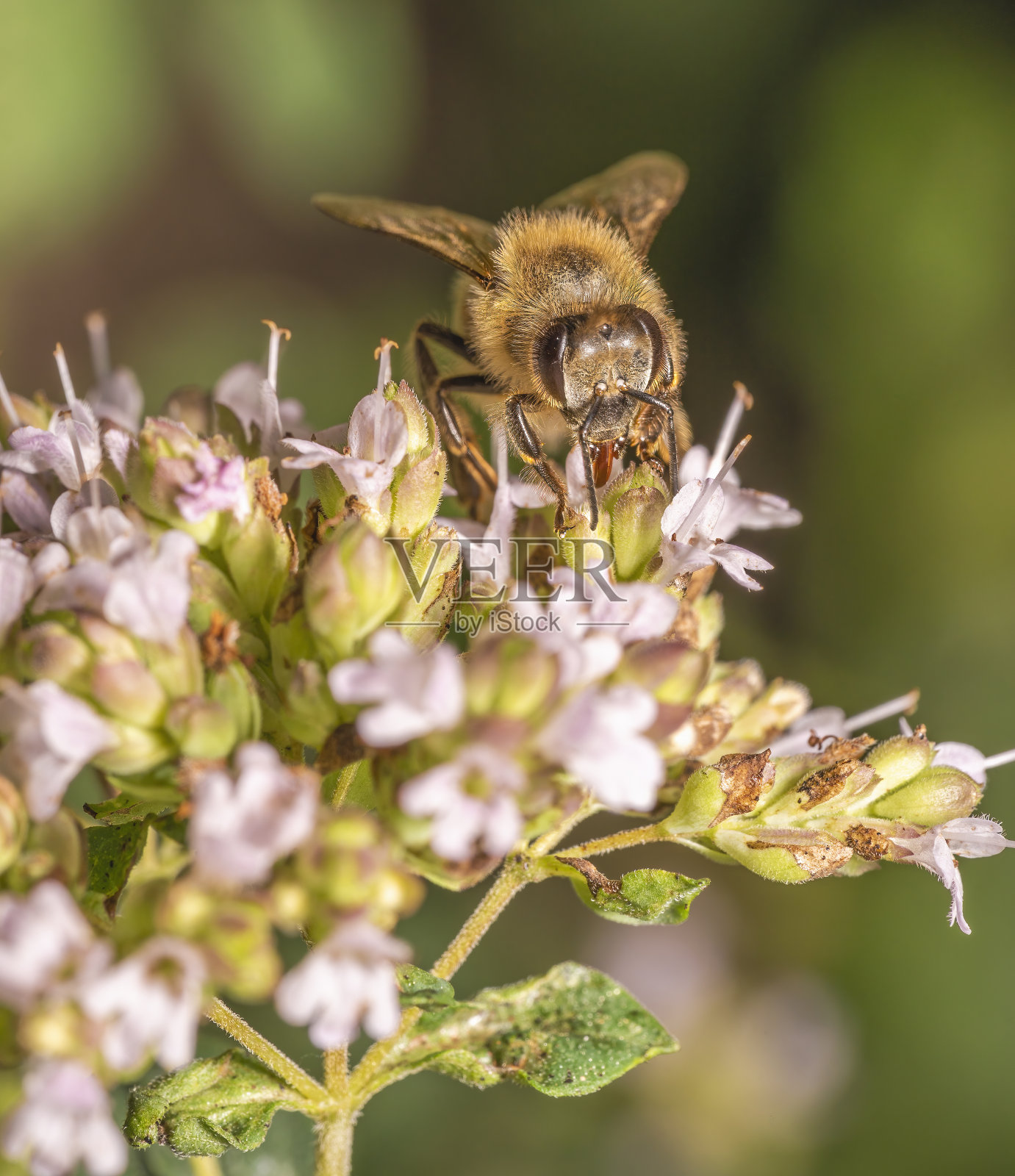 蜜蜂在花上采蜜照片摄影图片
