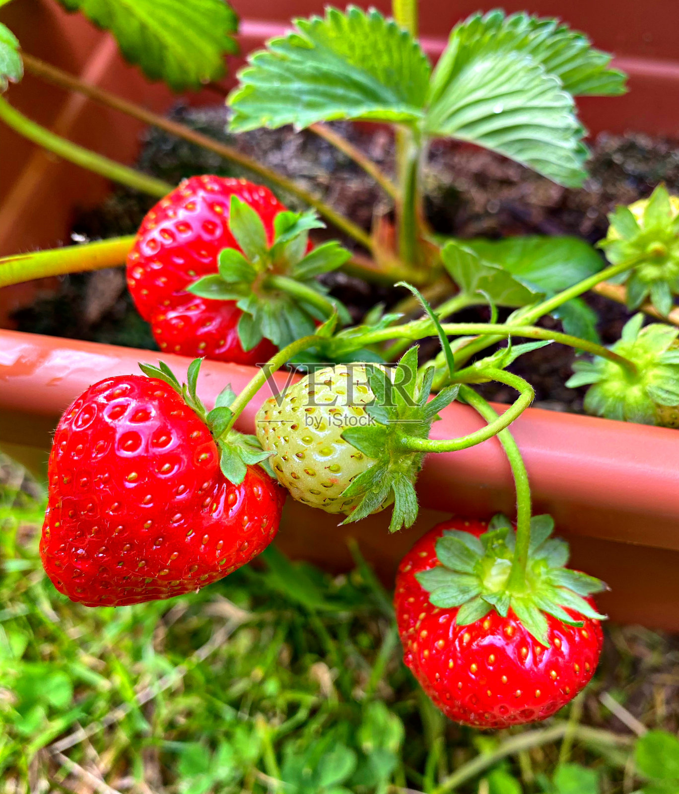 草莓的家庭照片摄影图片