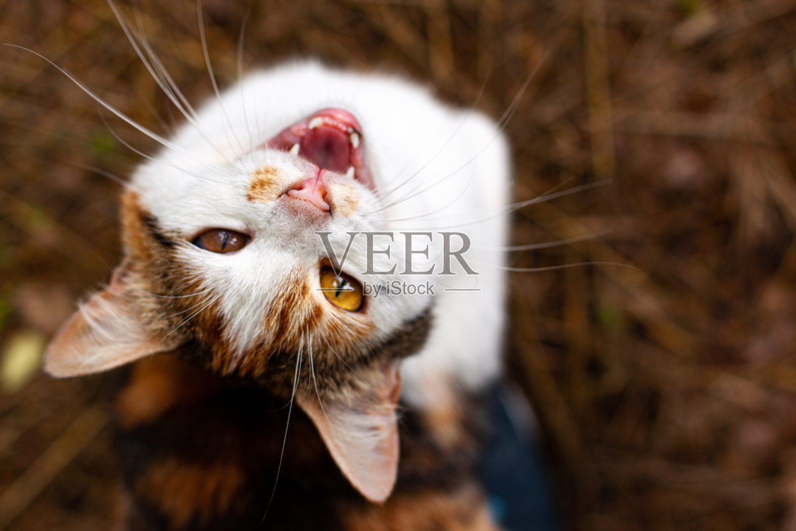 红、白、橙、黑三种颜色的可爱猫咪躺在地上摆姿势。宠物户外近距离概念与复制空间照片摄影图片