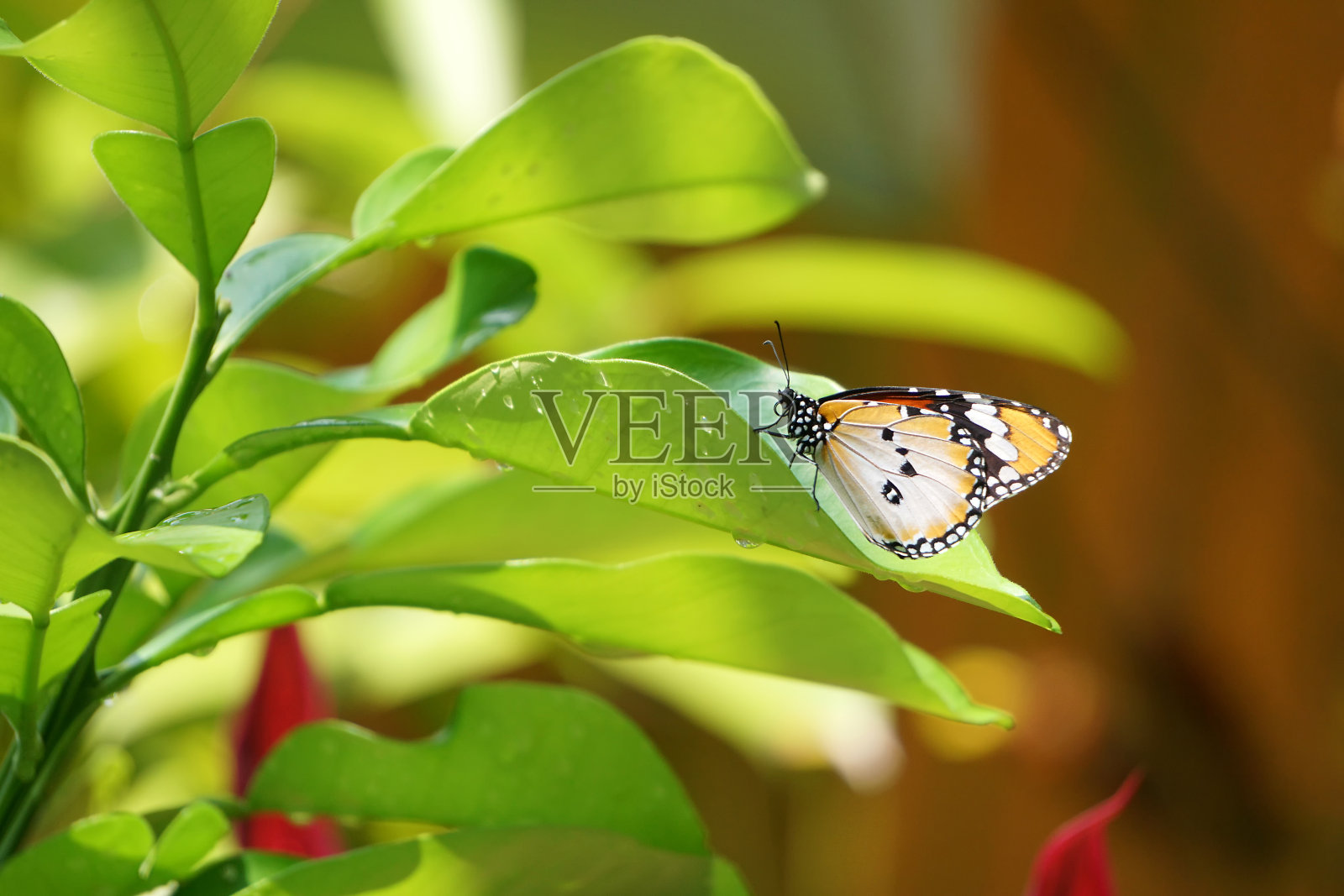 蝴蝶在花上的特写照片摄影图片