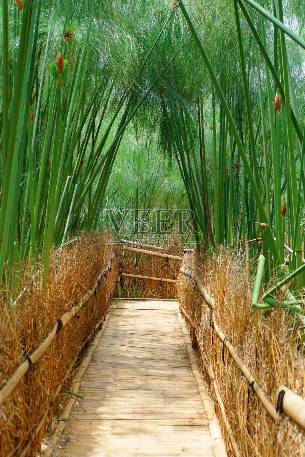 印度尼西亚万隆的竹林照片摄影图片