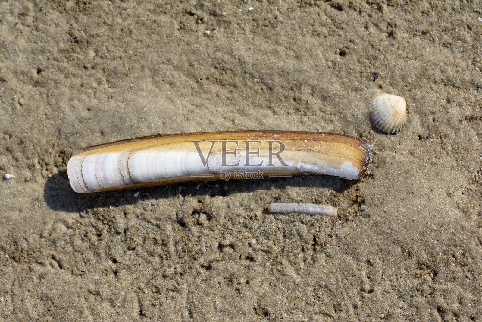 大西洋刀刀，北弗里斯兰，北海，石勒苏益格-荷尔斯泰因，德国照片摄影图片