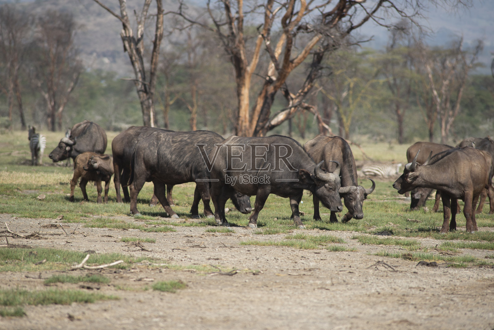 好望角野牛照片摄影图片