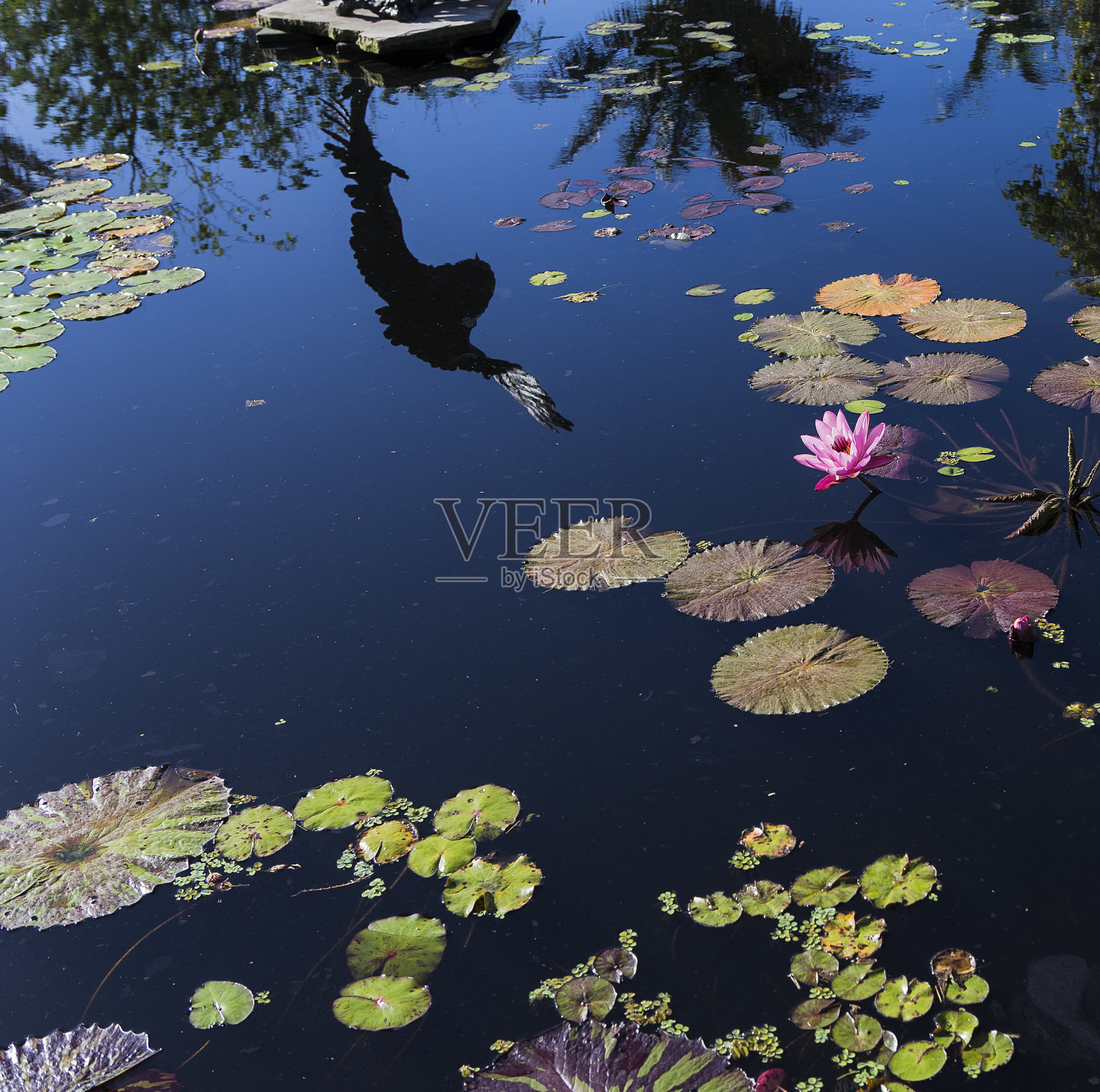 池塘里的睡莲，美国佛罗里达照片摄影图片