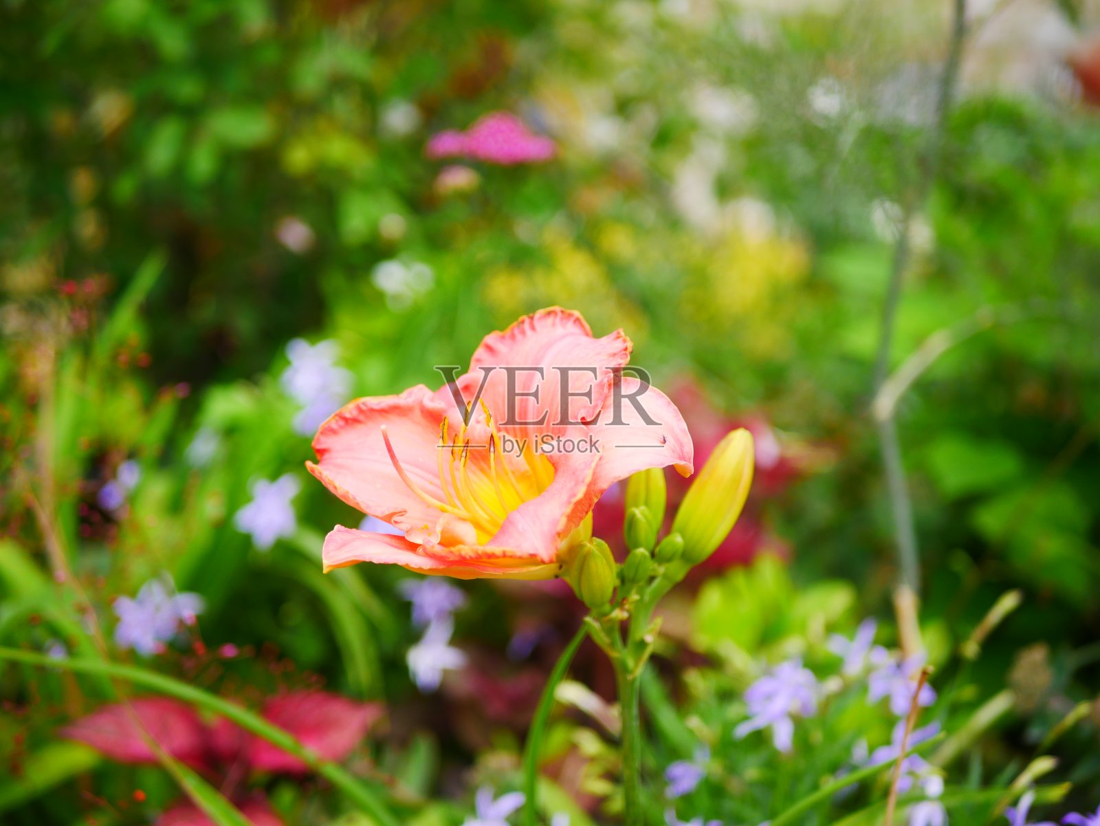 城市中心花园里的花照片摄影图片