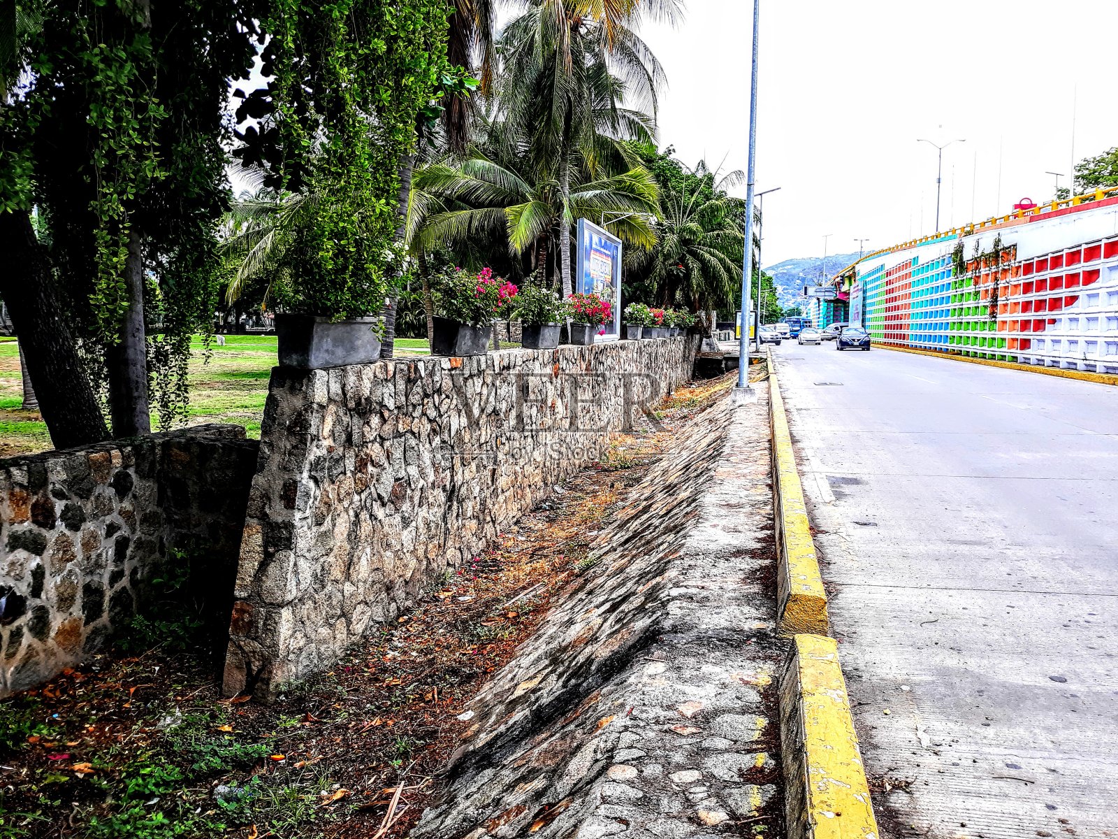 热带棕榈树街照片摄影图片