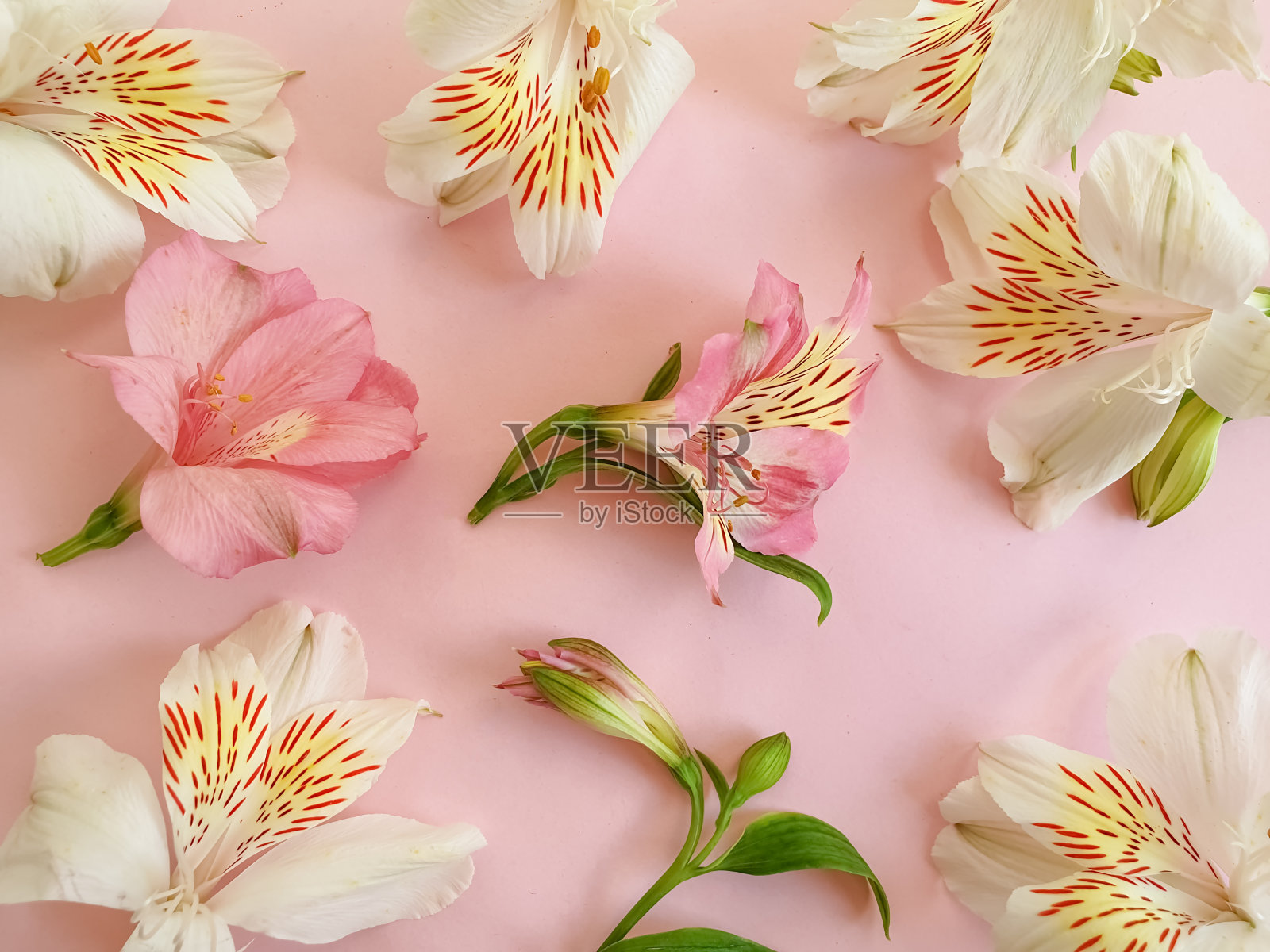 白花花在彩色背景上照片摄影图片