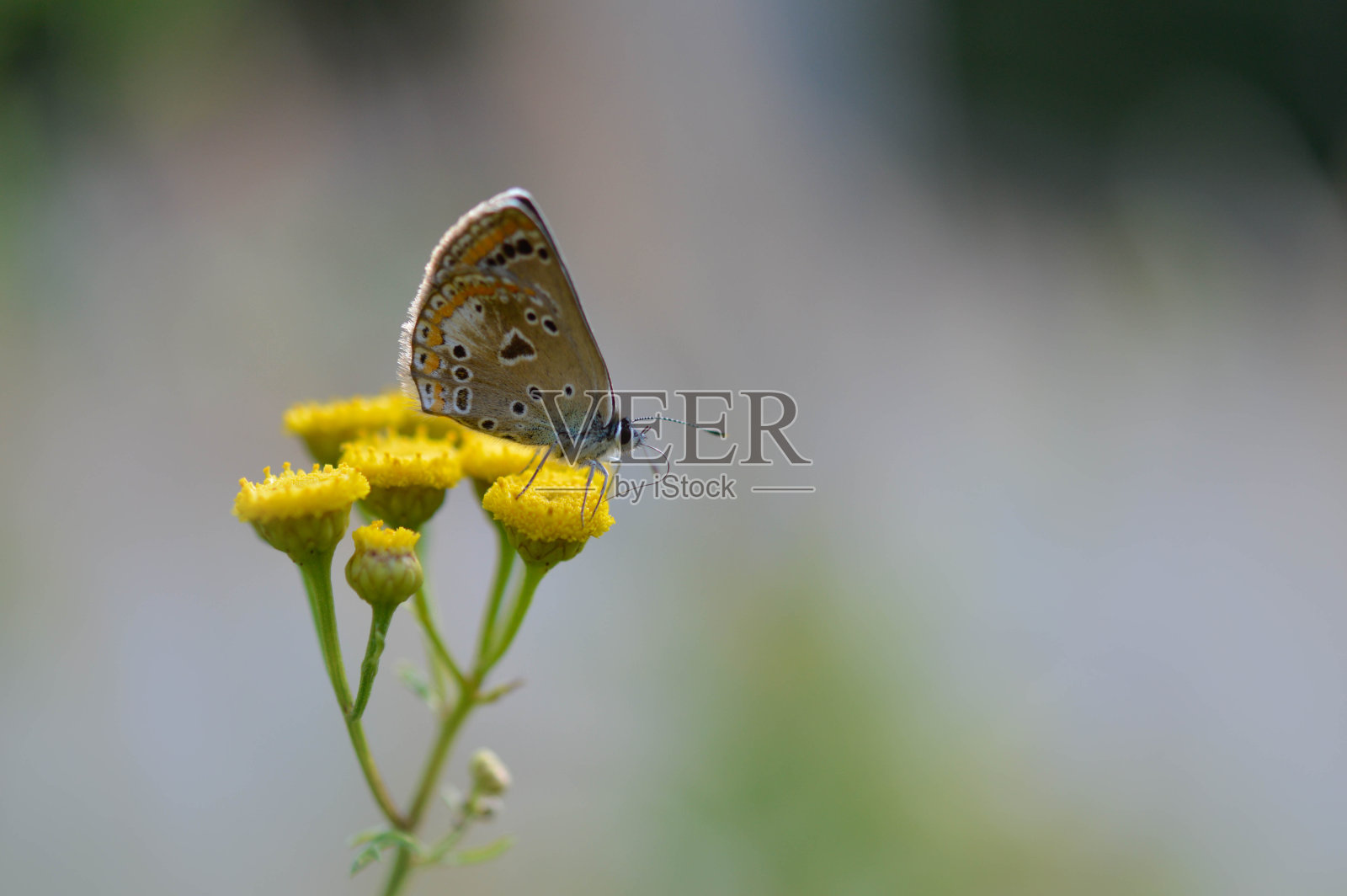 一种褐色的黑角石竹花，褐色的小蝴蝶。照片摄影图片
