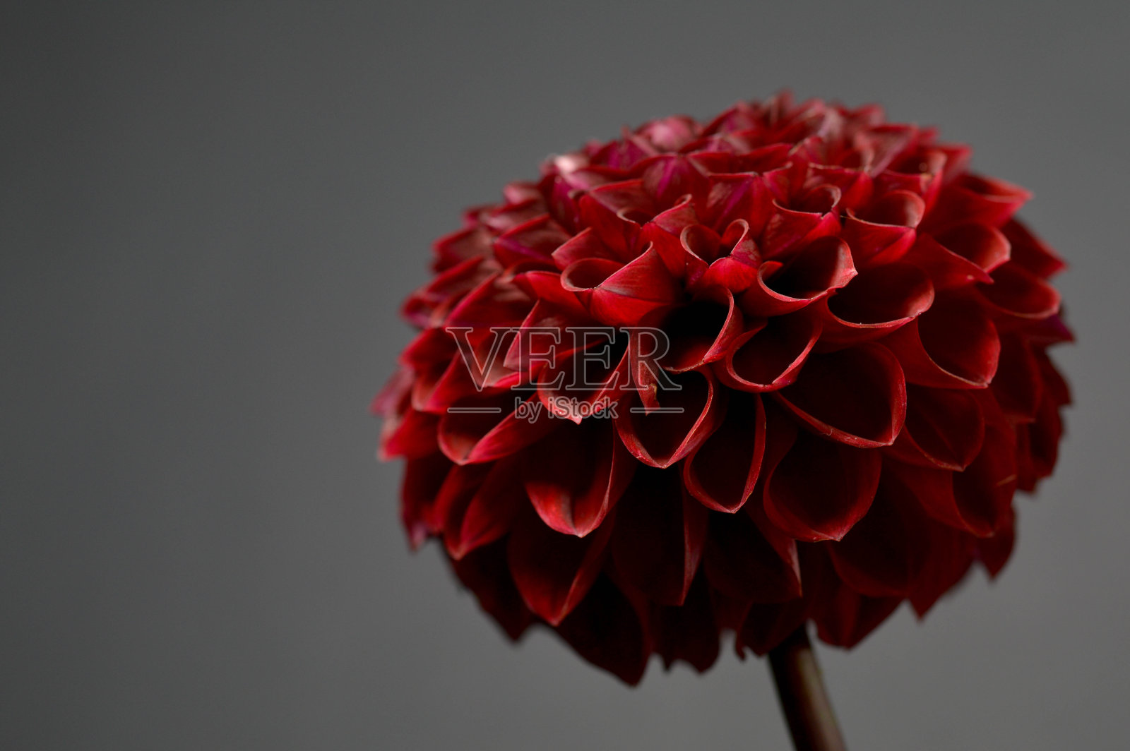 大丽花红狐狸，深红色绒球大丽花，灰色背景照片摄影图片