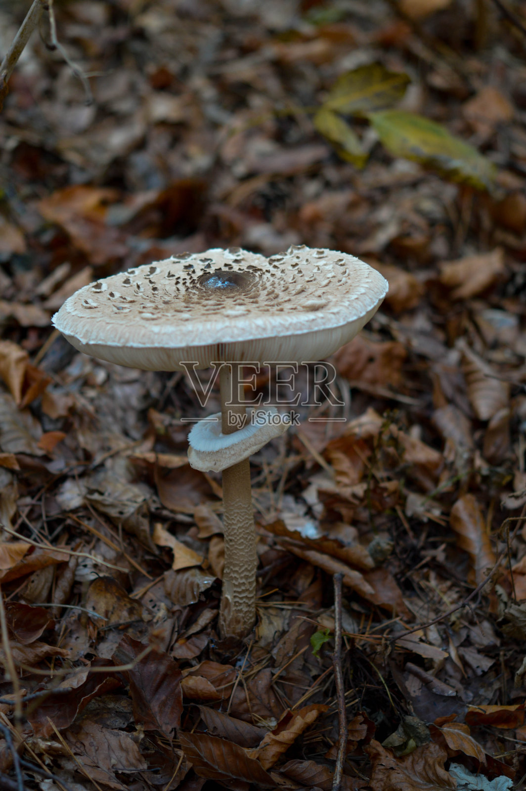 树林里的白色大蘑菇。照片摄影图片