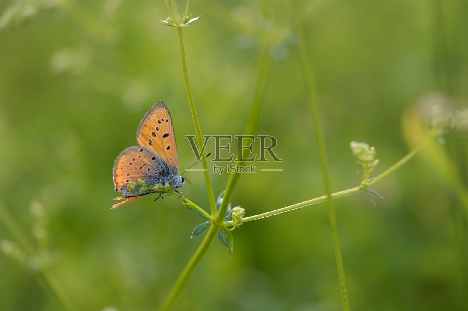 大铜蝴蝶，橙色和蓝色蝴蝶近处照片摄影图片