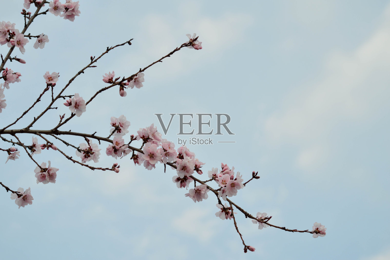 粉红色的树开花自然照片，粉嫩的花瓣，春天照片摄影图片