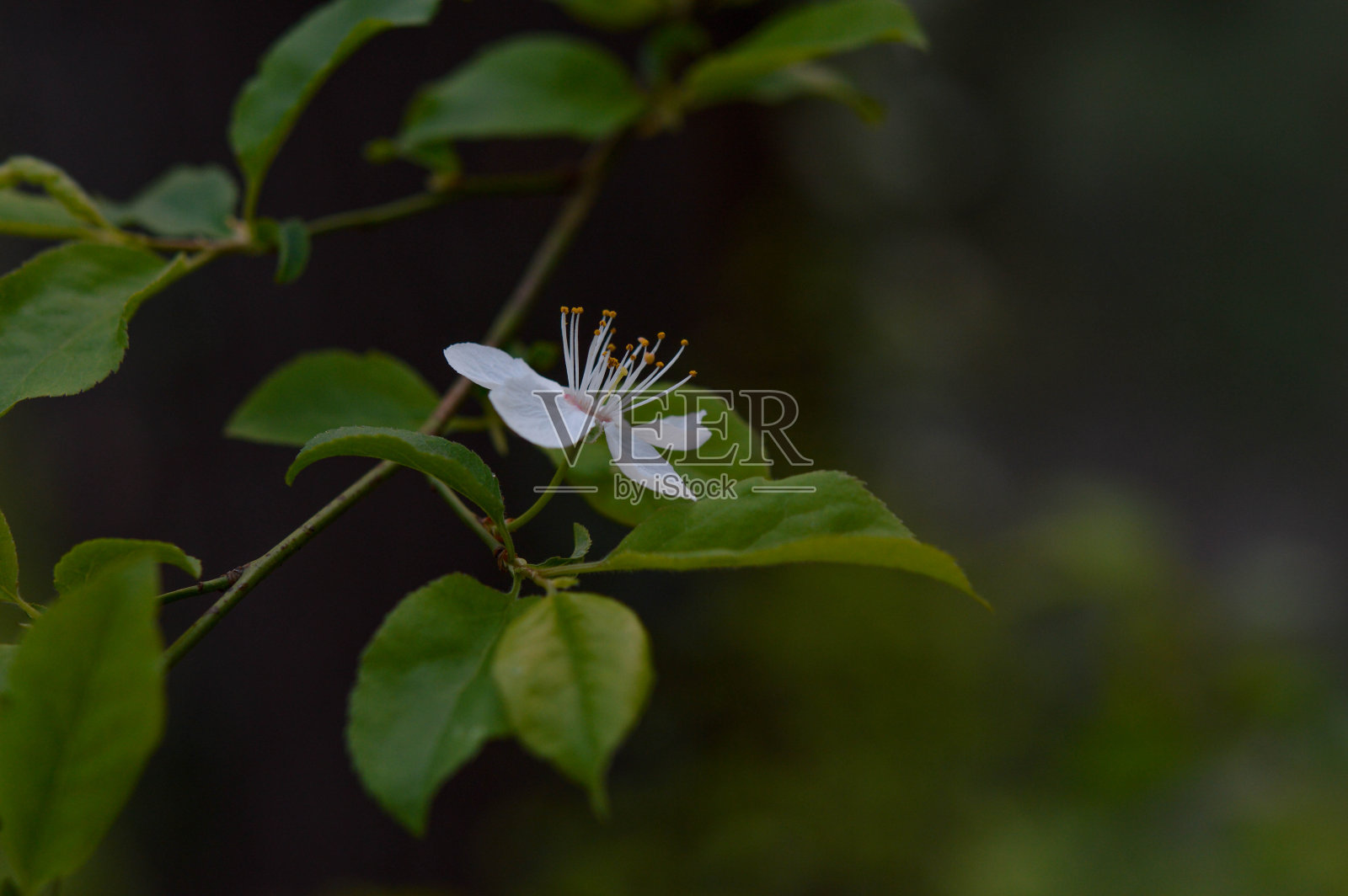 白春树开花照片摄影图片