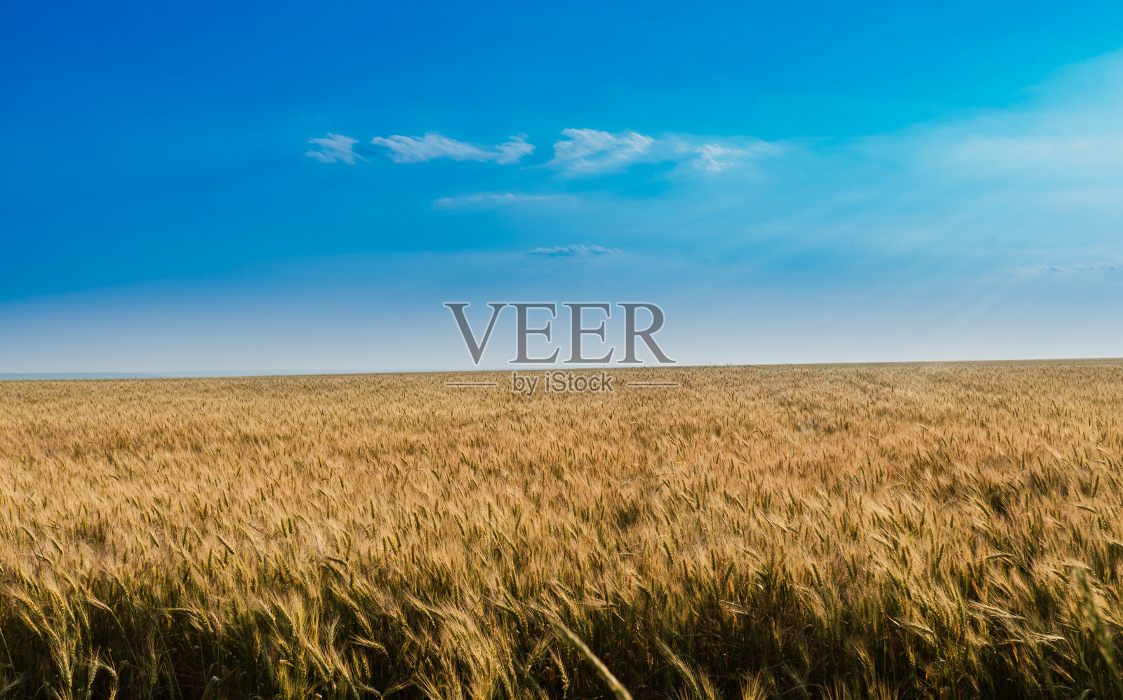 麦田里成熟的小麦，在蓝天的映衬下，黄色的照片摄影图片