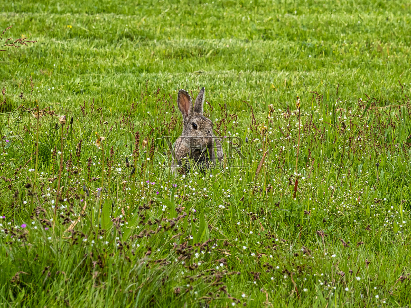 德国阿姆鲁姆的尼贝尔村，栖息在草地上的欧洲兔，普通兔照片摄影图片