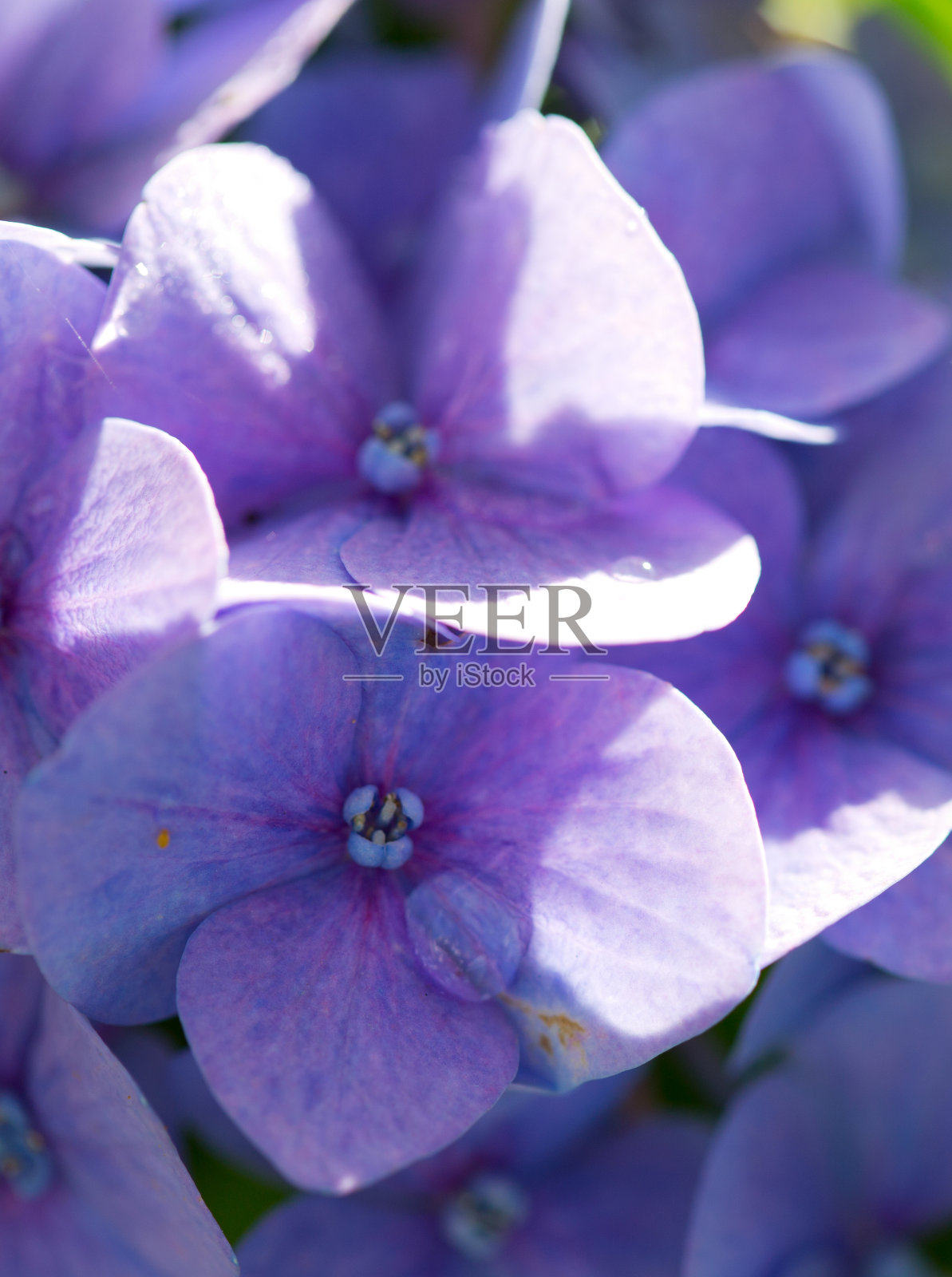 蓝色的绣球花生长在花园里。照片摄影图片