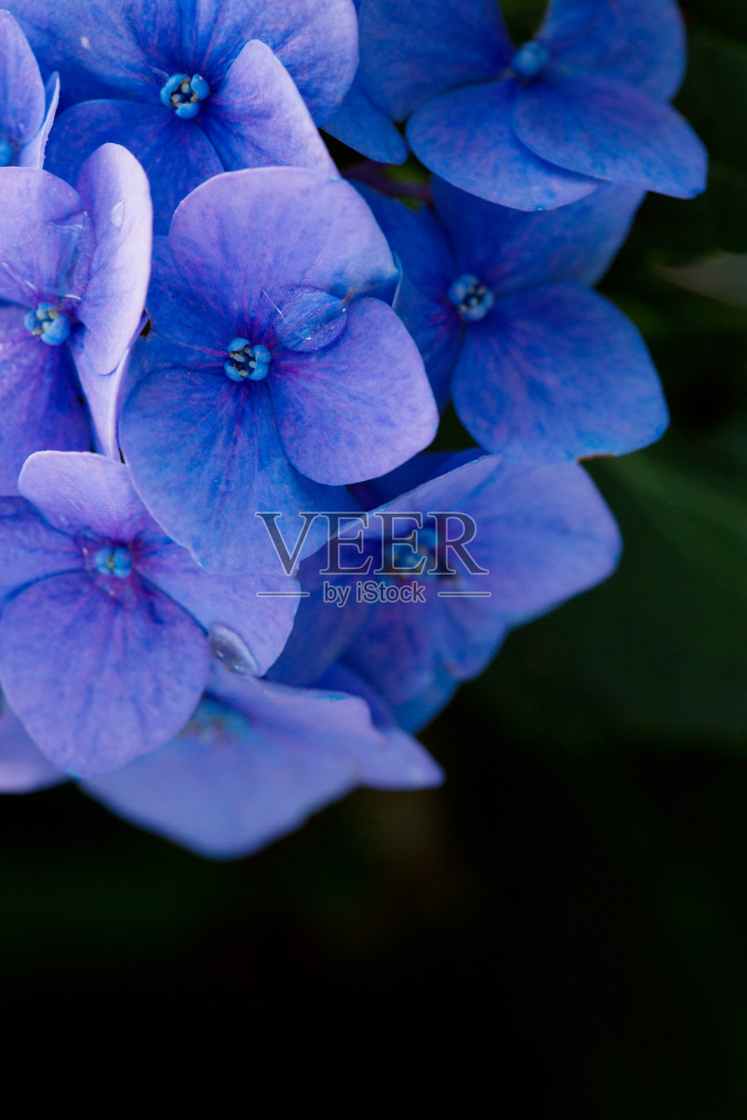 蓝色的绣球花生长在花园里。照片摄影图片