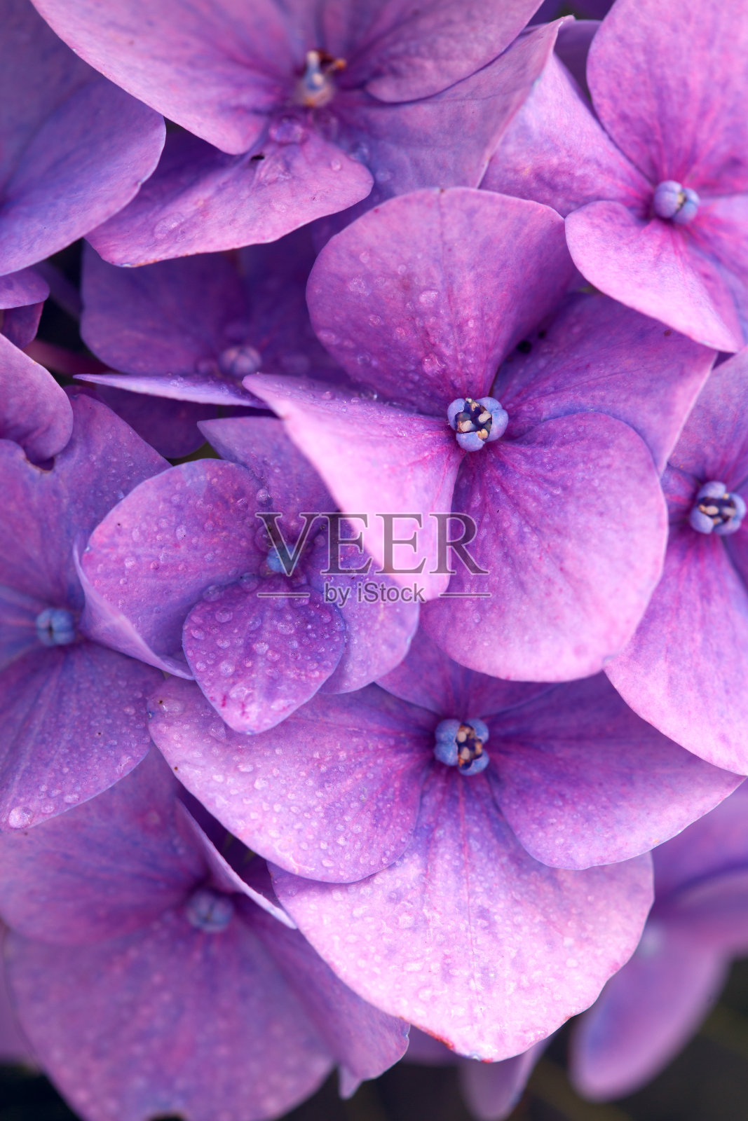 蓝色的绣球花生长在花园里。照片摄影图片