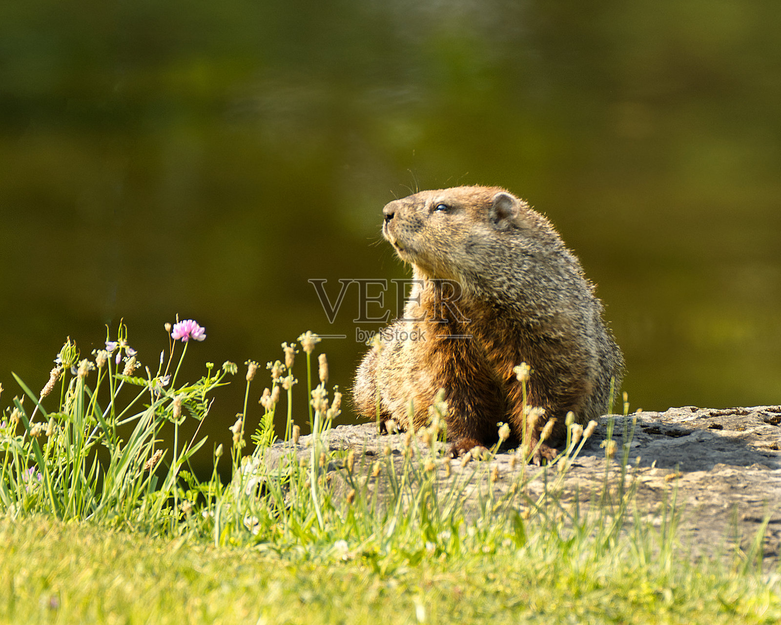 土拨鼠照片摄影图片